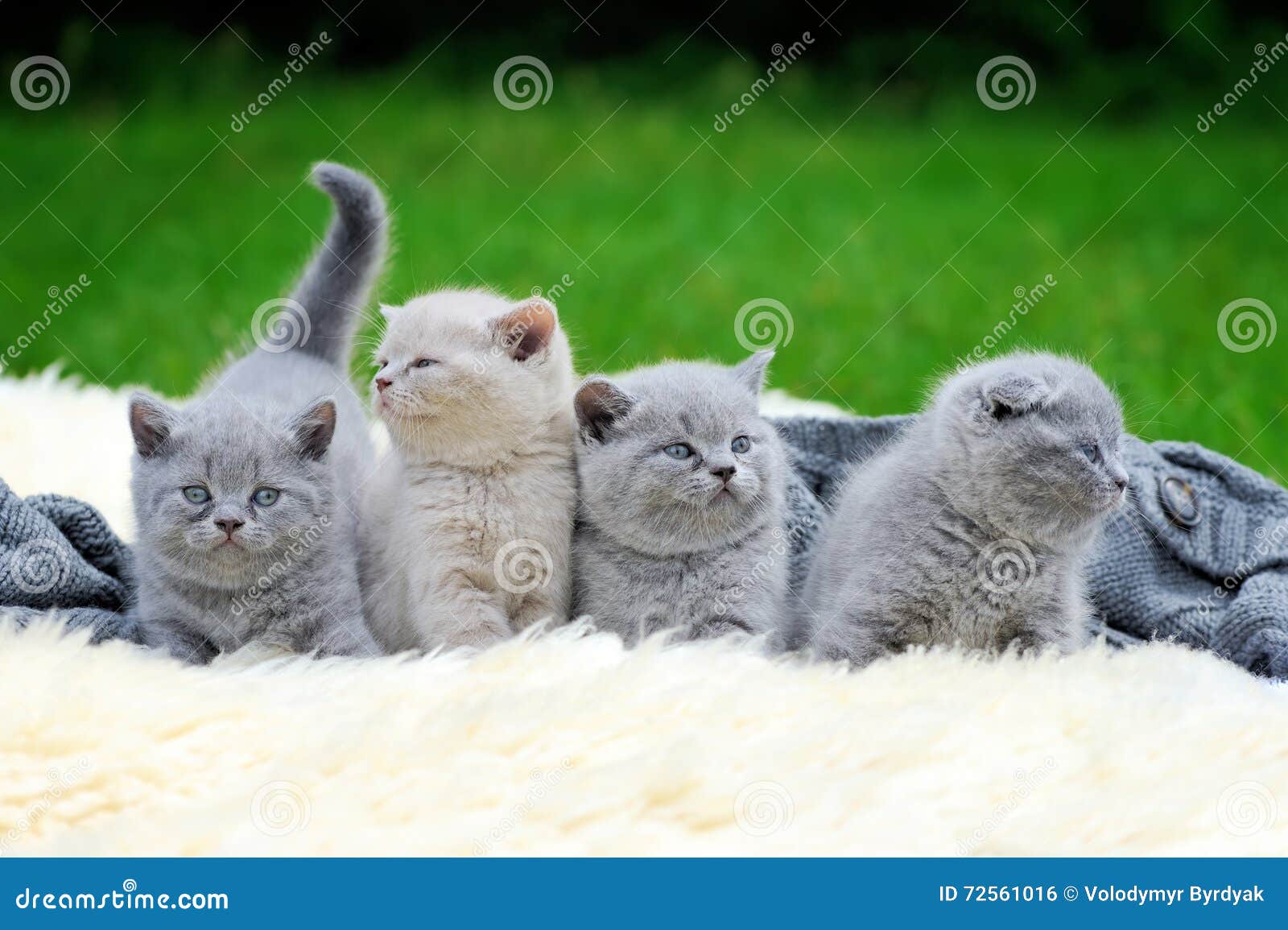 Four Kitten on White Blanket Stock Photo Image of animal, mammal