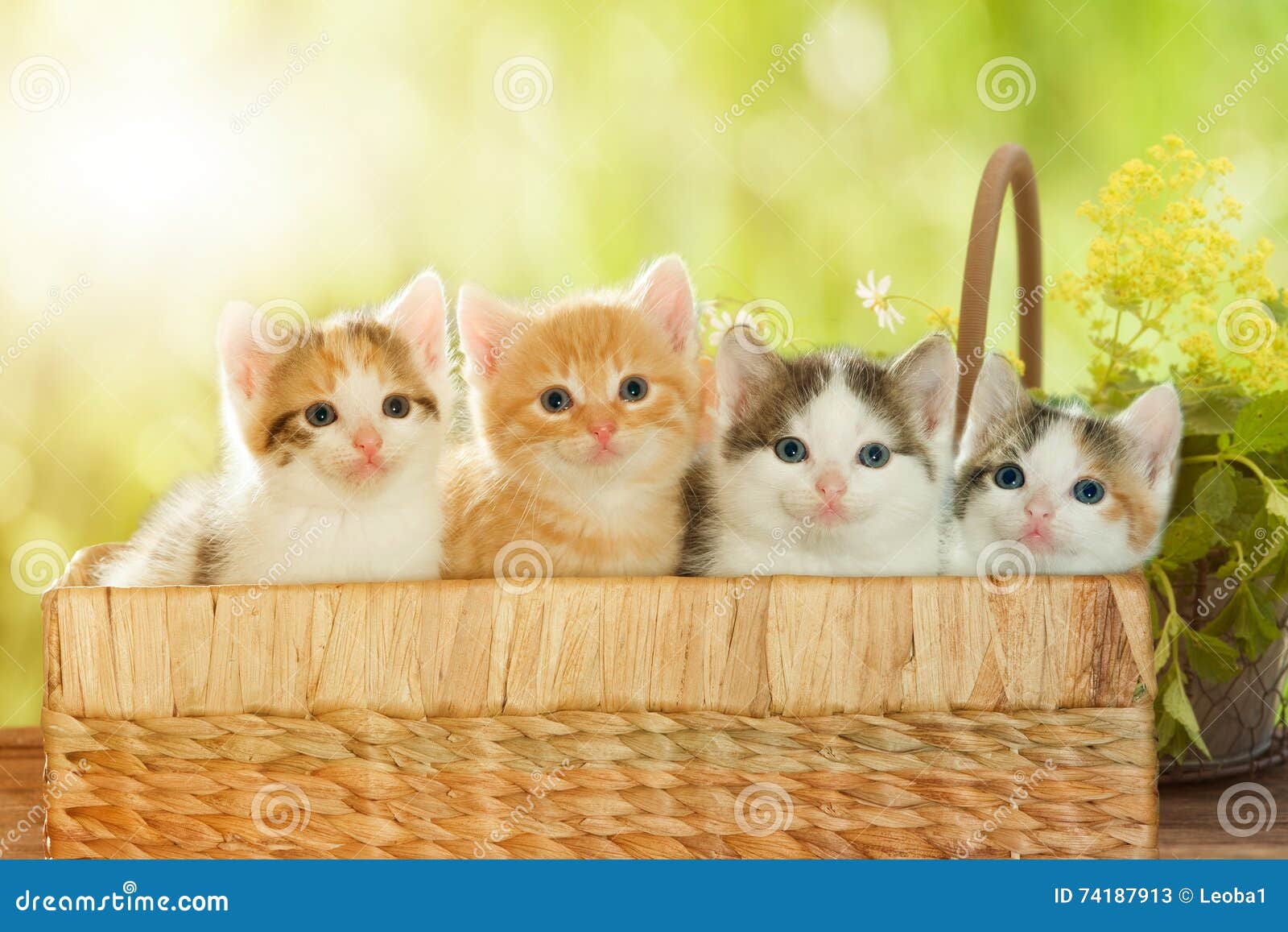 Four kittens in a basket stock image. Image of cats, naturally 74187913