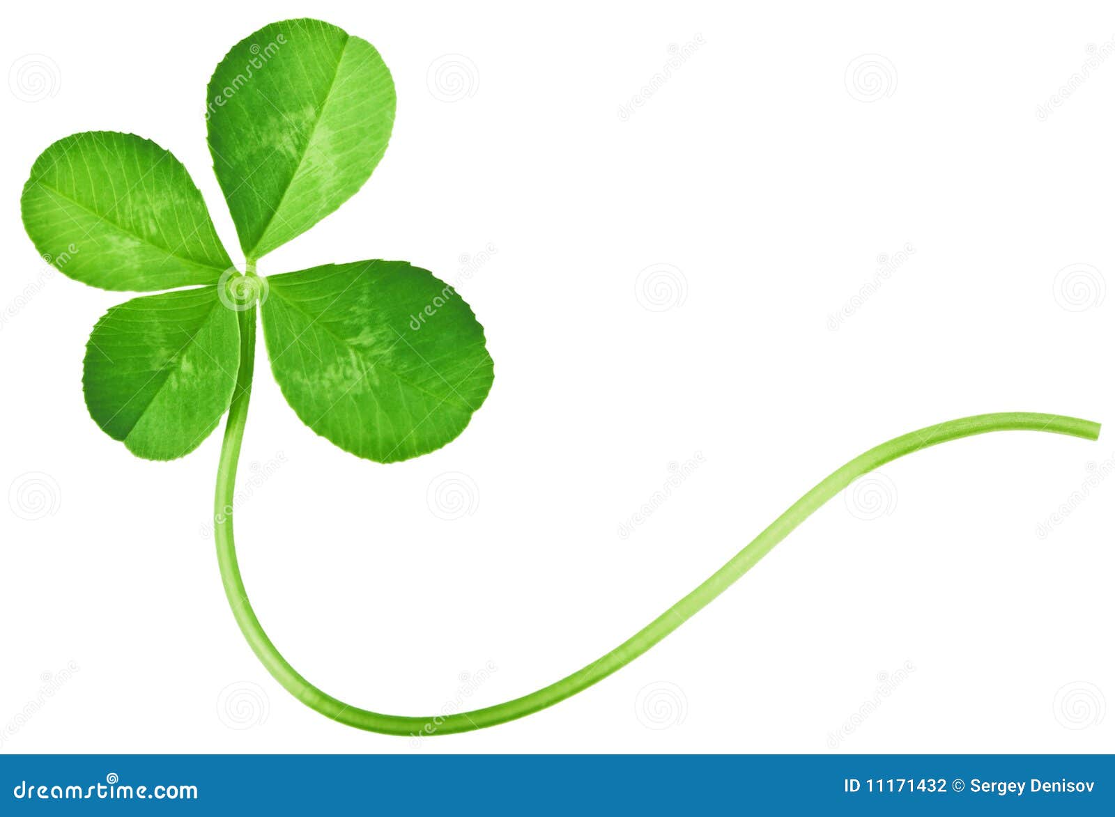 four leaf clover