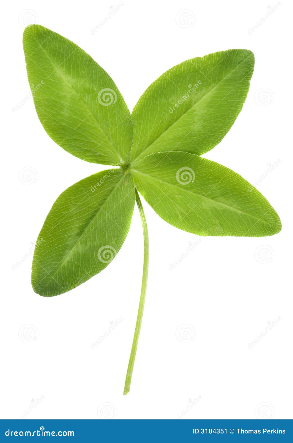 stock image four leaf clover image