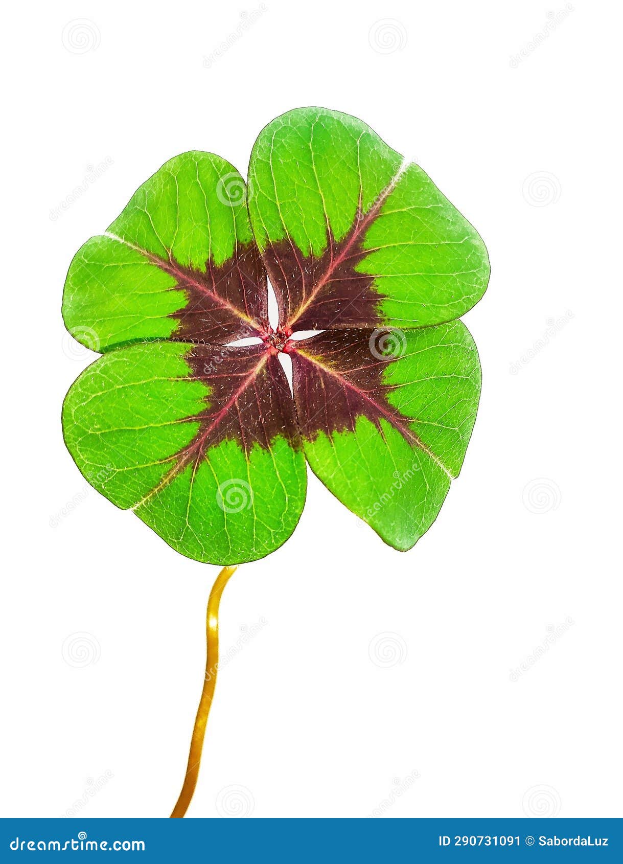 four-leaf clover on a black background