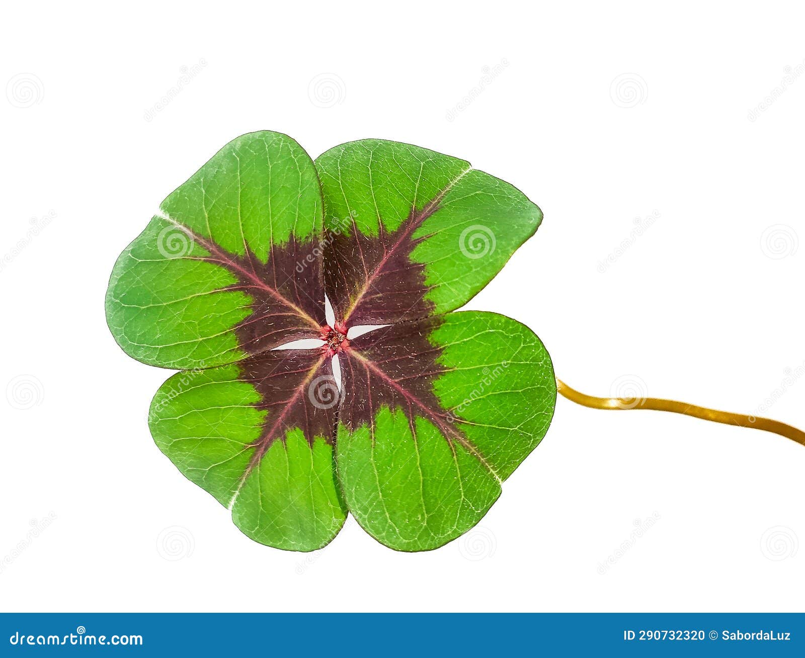 four-leaf clover  in a white background