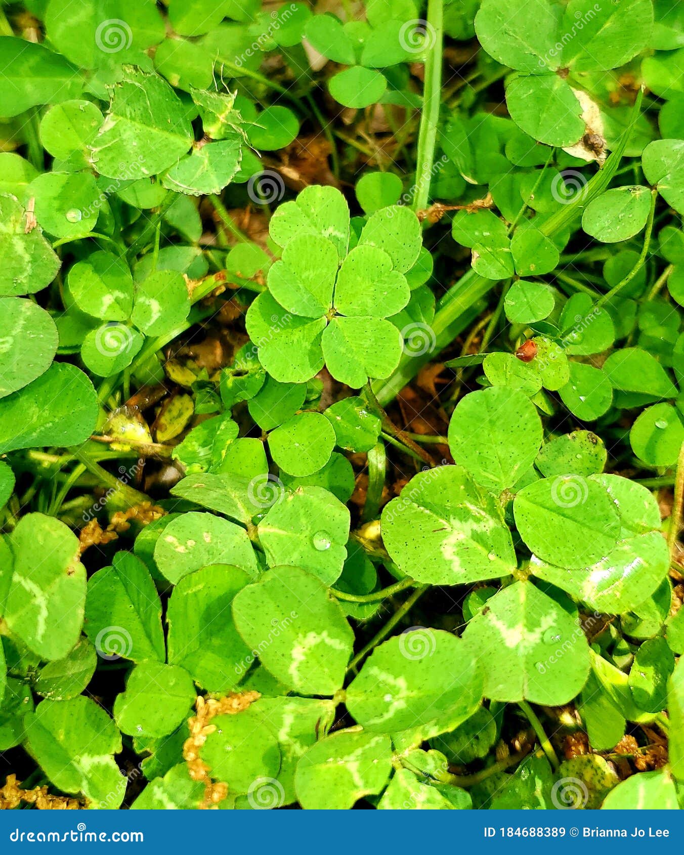 four leaf clover definitely making itself noticable