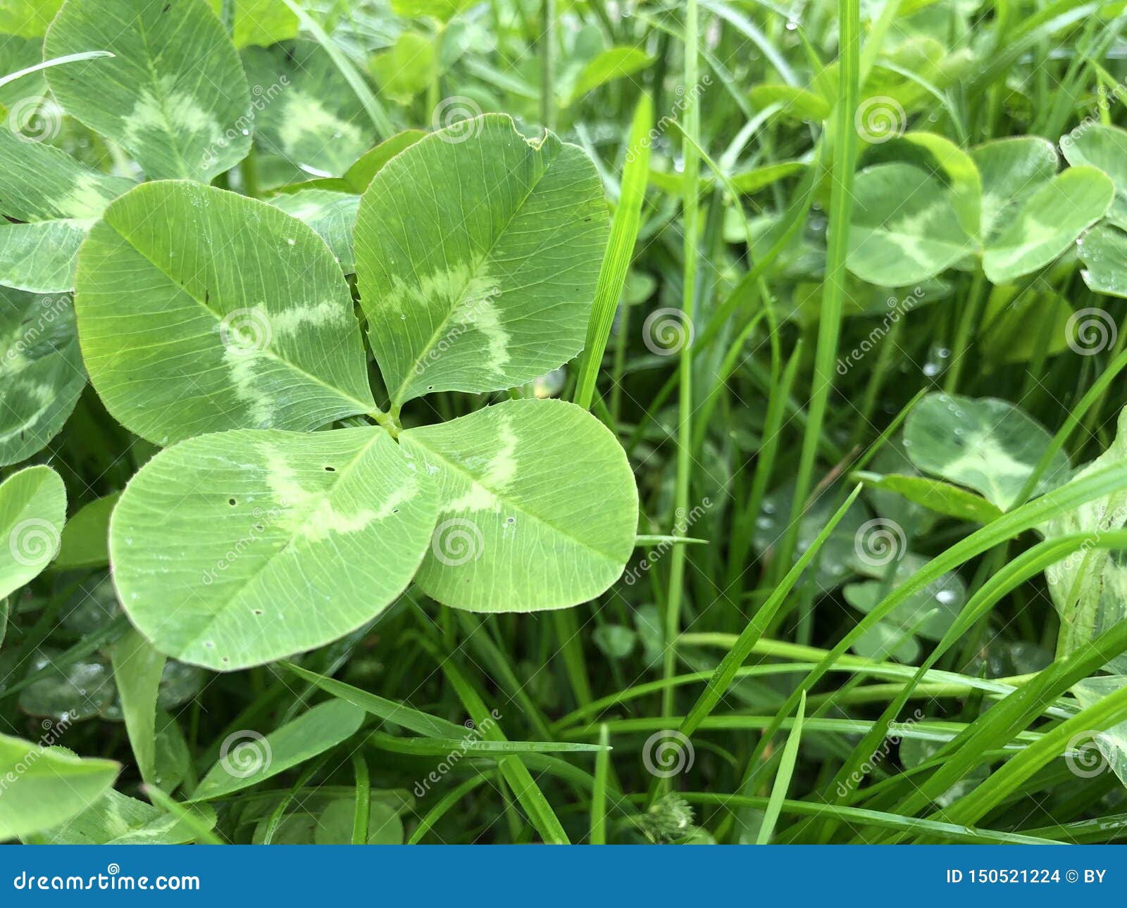 Four-Leaf Clovers: Meaning, Odds of Finding One - Parade