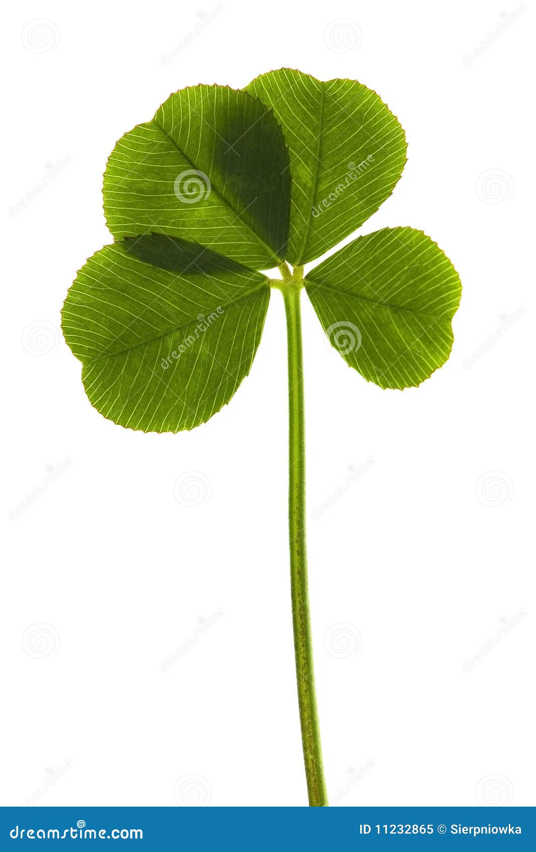 Four Leaf Clover Outline Images – Browse 6,870 Stock Photos