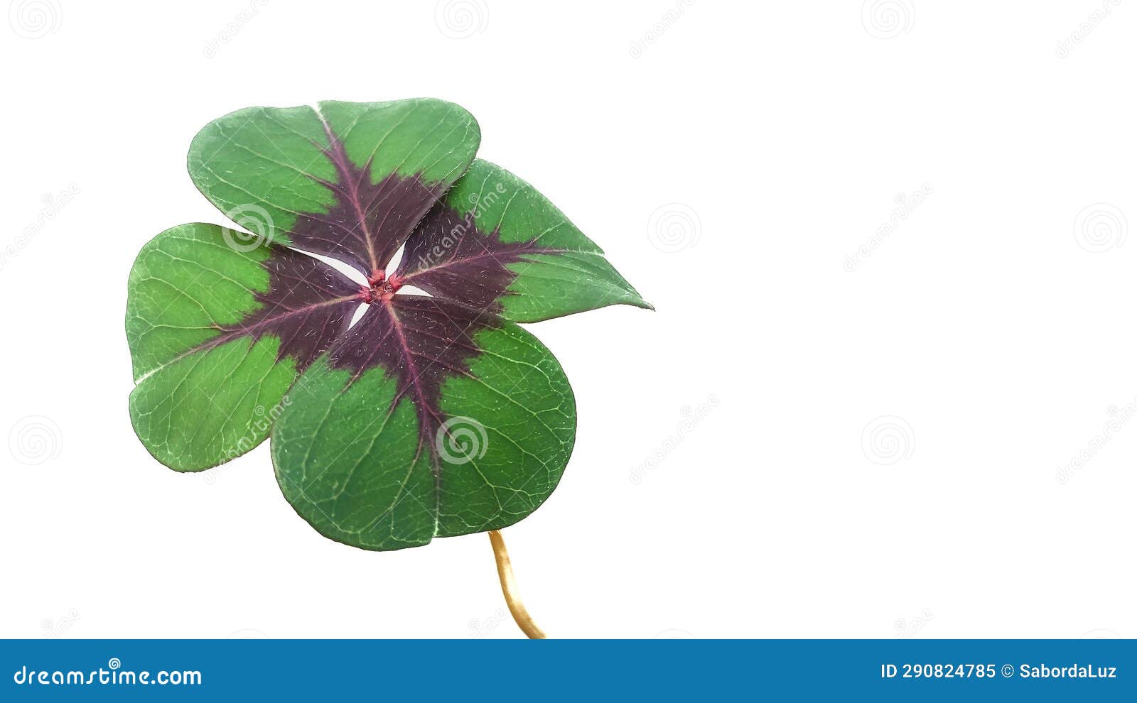 four-leaf clover  in a white background
