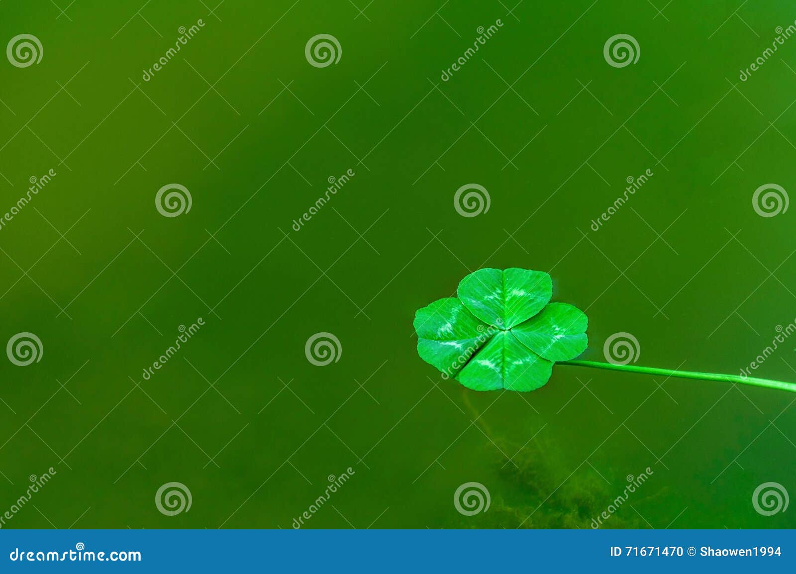 Water Four Leaf Clover Stock Photos 204 Images