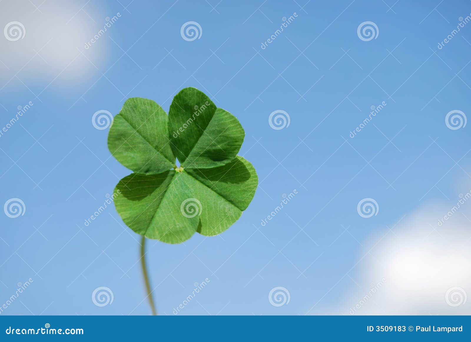 four leaf clover and sky