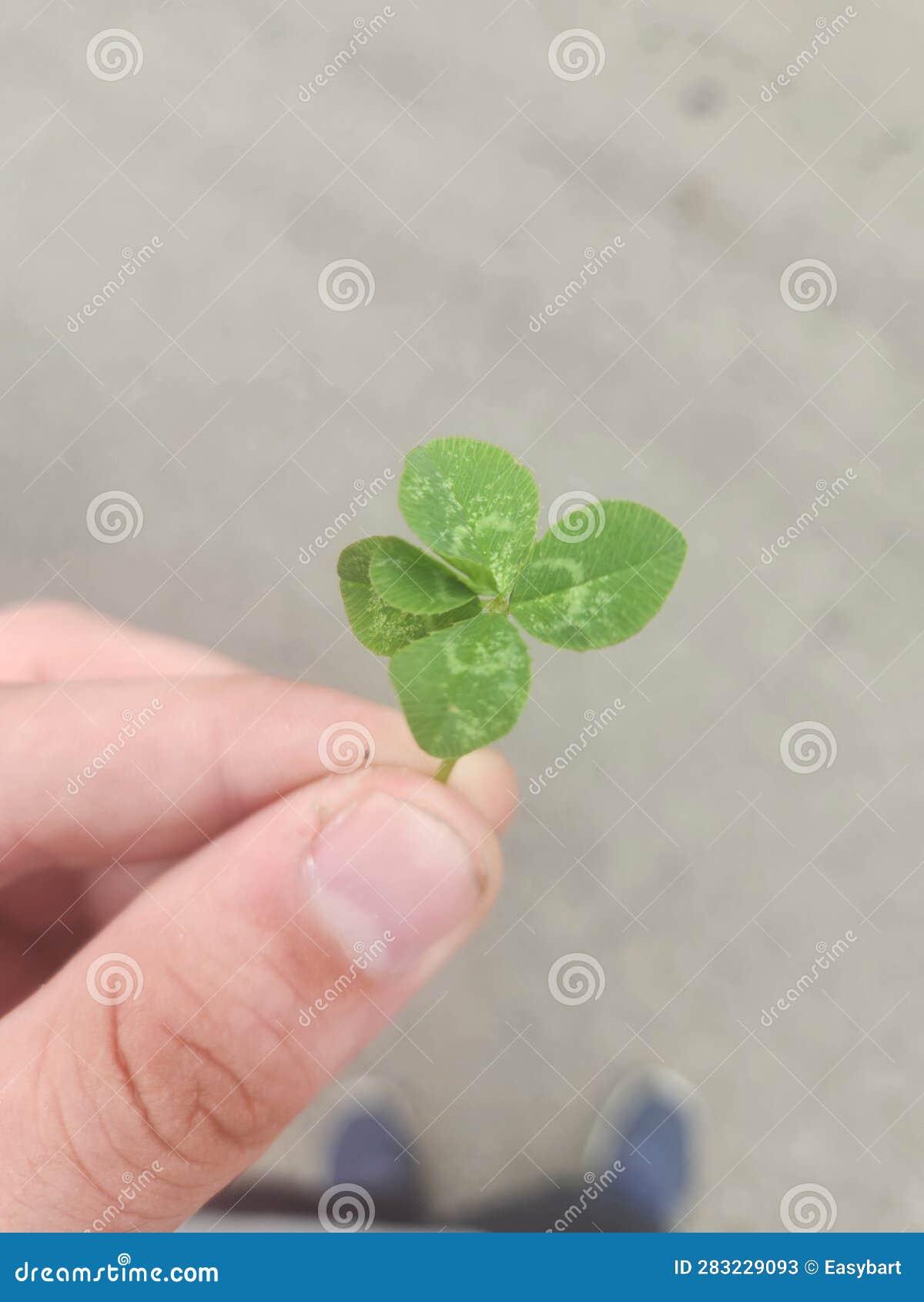 Four leaf clovers stock image. Image of plant, produce 283229093