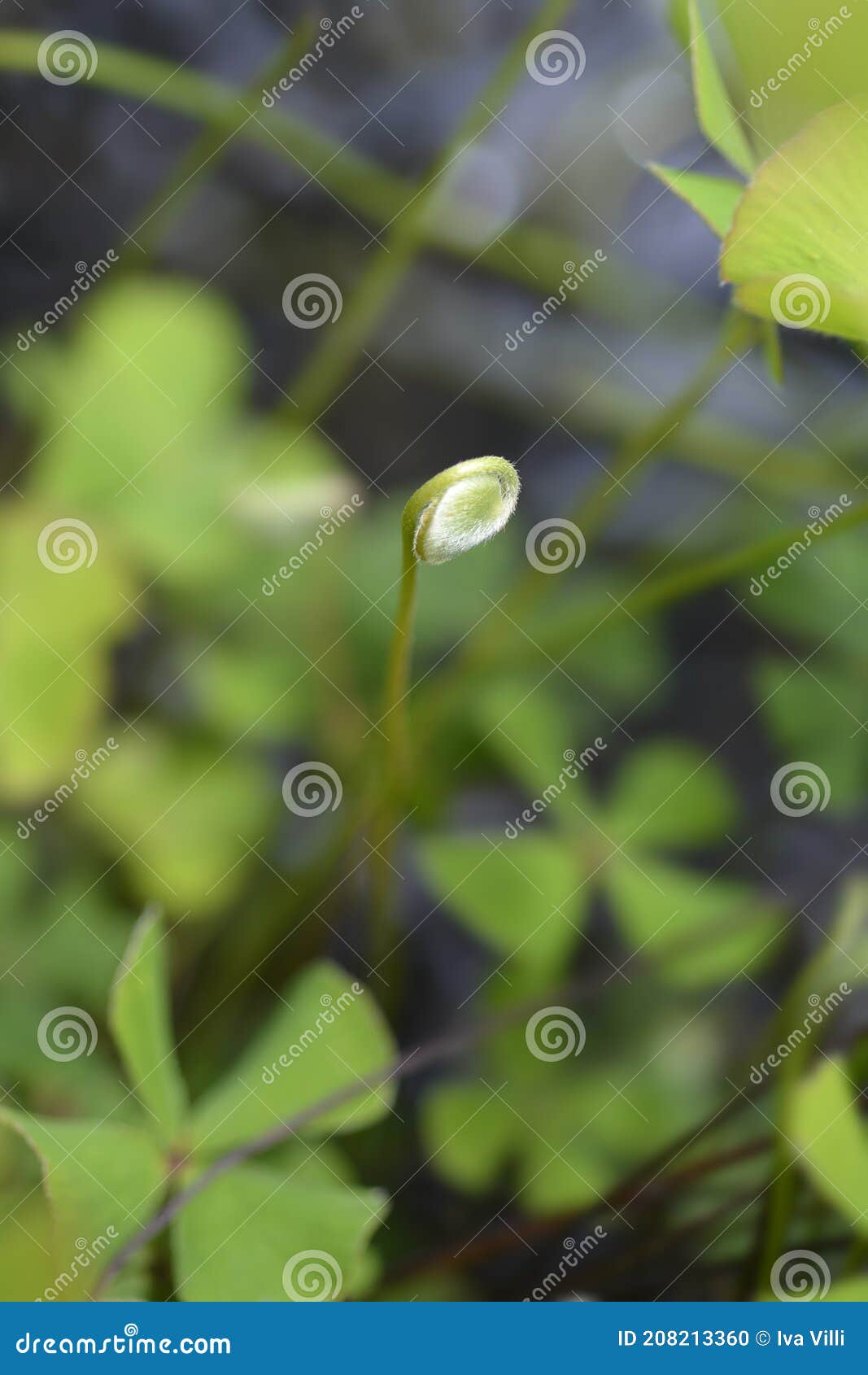 Four Leaf Clover - Marsilea quadrifolia