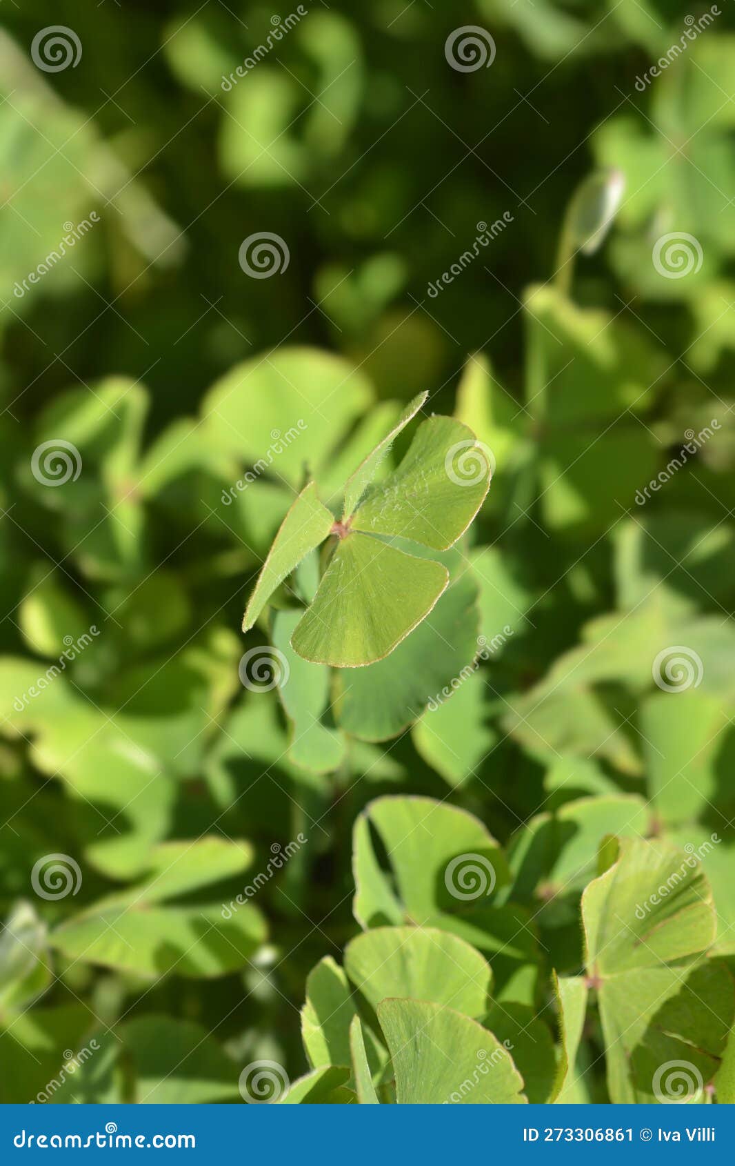 Four Leaf Clover - Marsilea quadrifolia