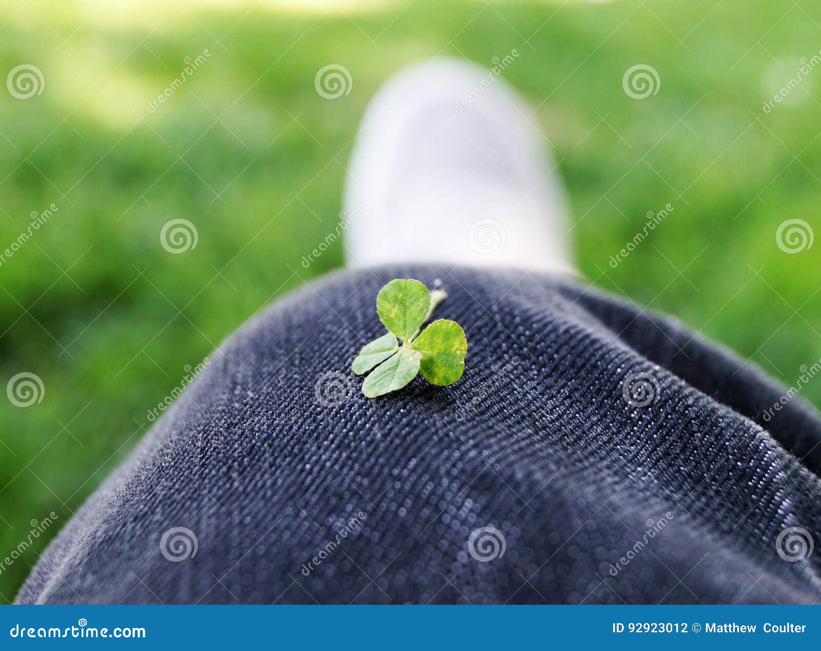four-leaved clover