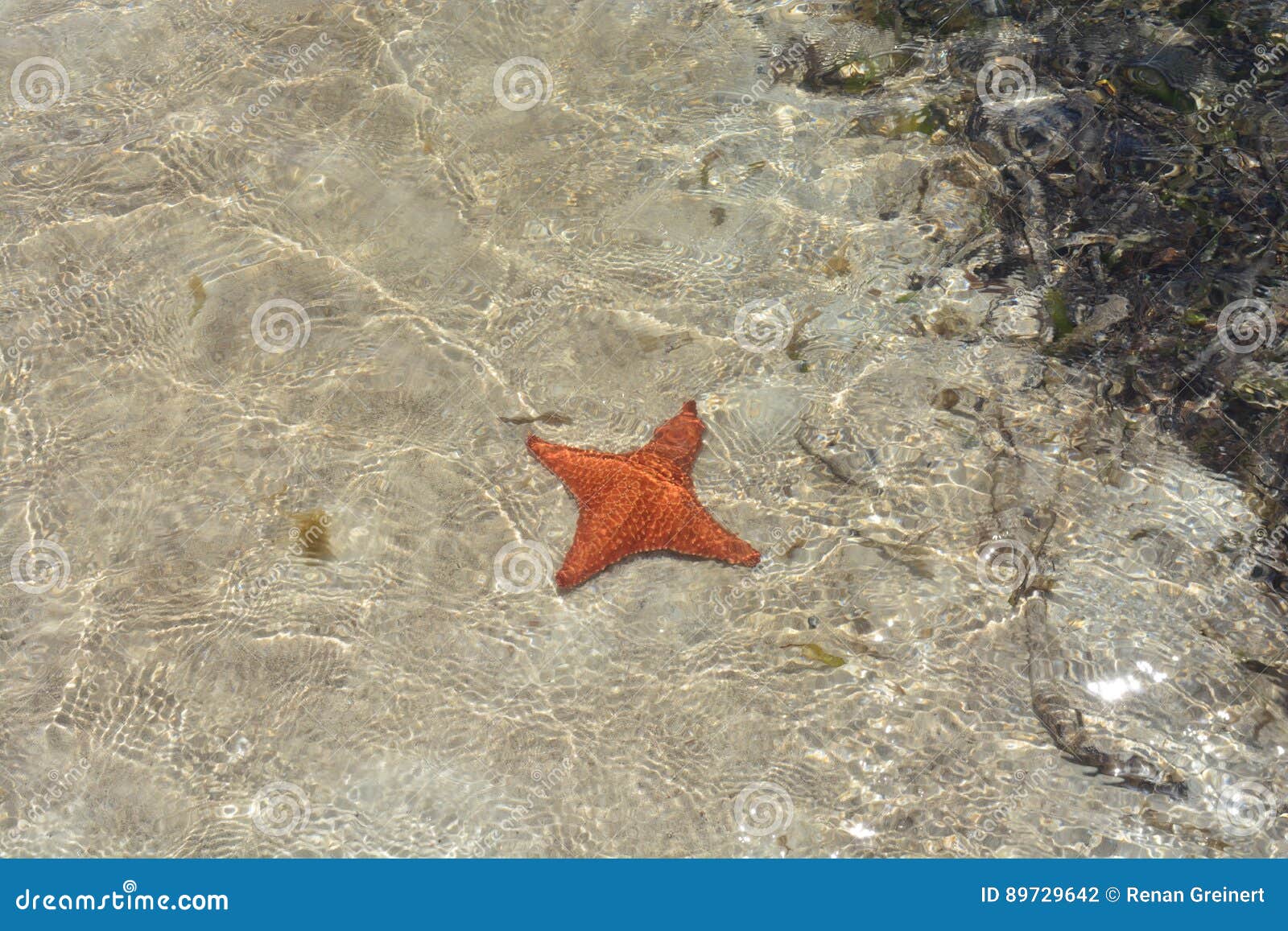 four-legged starfish in san blas, panamÃÂ¡