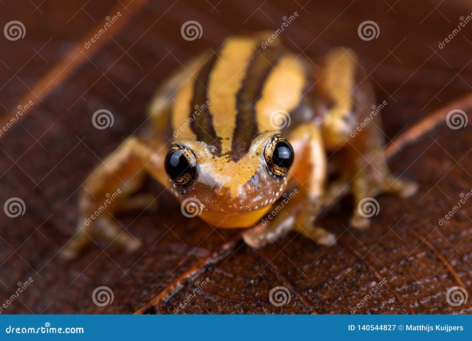 Fourlined Banana Frog Afrixalus Quadrivittatus Stock Image Image of