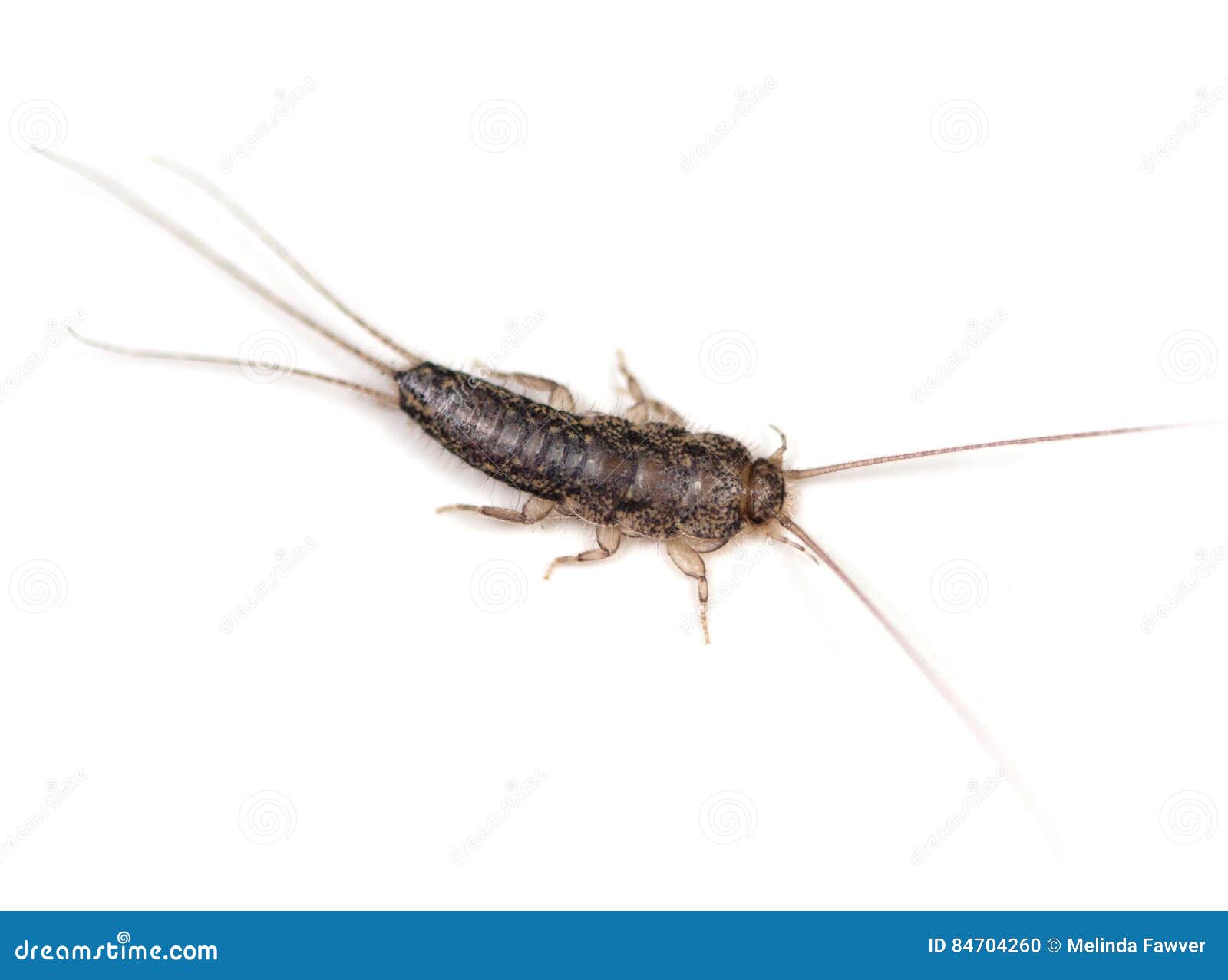 Four Lined Silverfish stock photo. Image of lineata, overhead 84704260