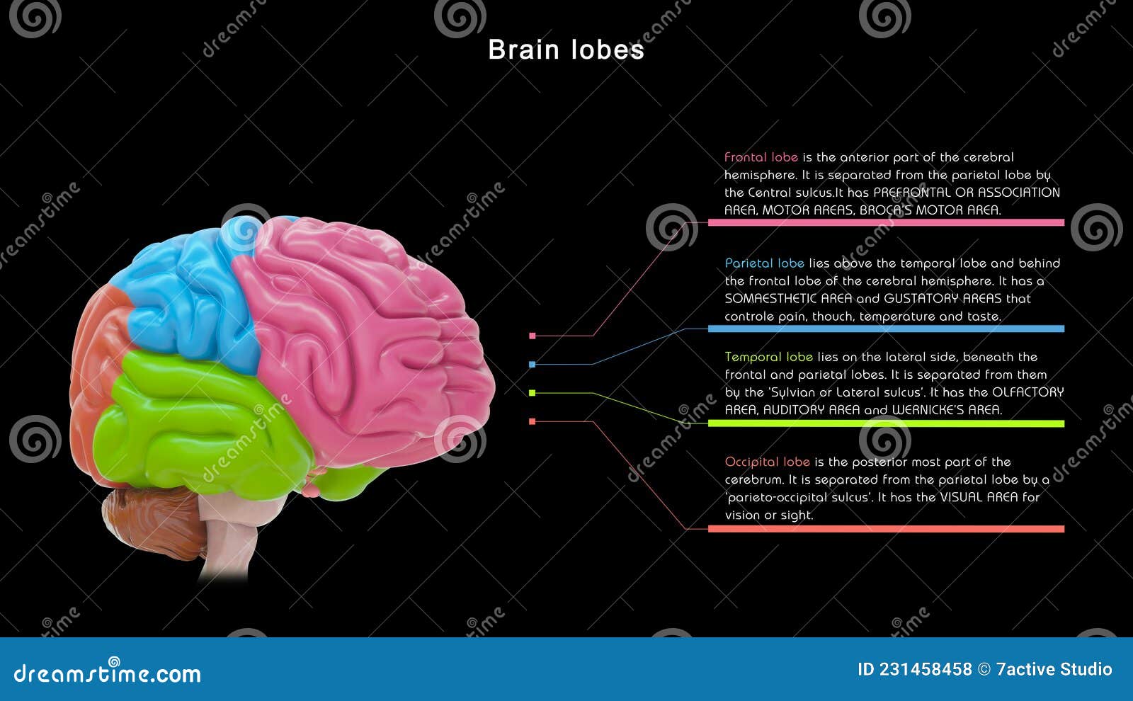 Brain 81. 4 Lobes. Driver (NCM) four Lobe. The four main Lobes of the Brain PNG.