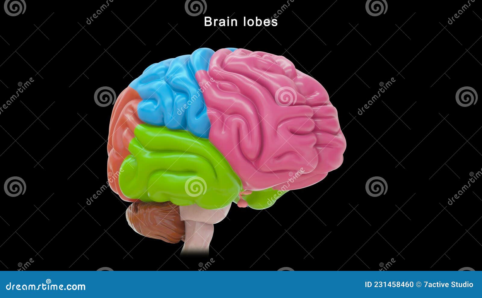 lobes of human brain or 4 lobes of brain