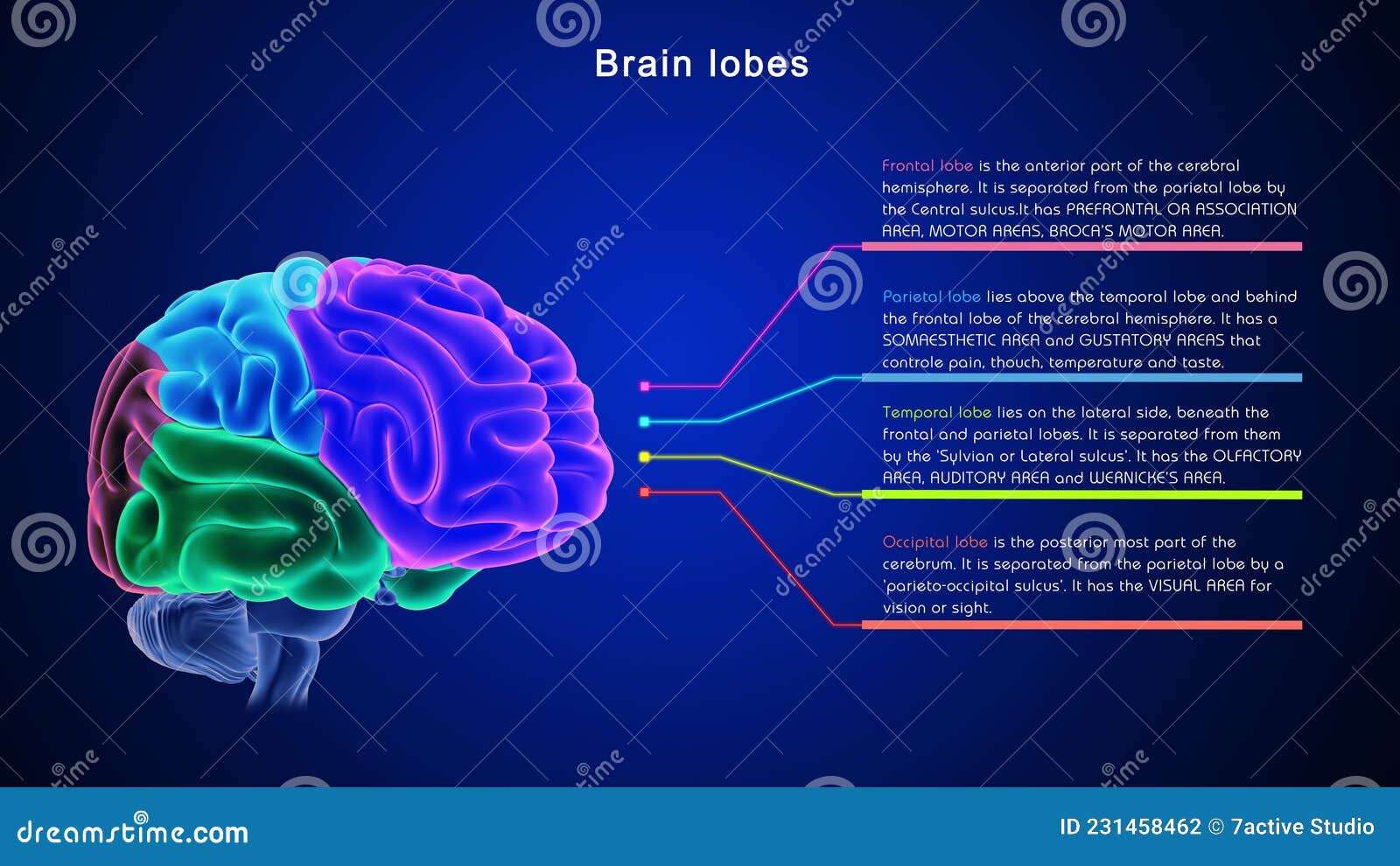 lobes of human brain or 4 lobes of brain