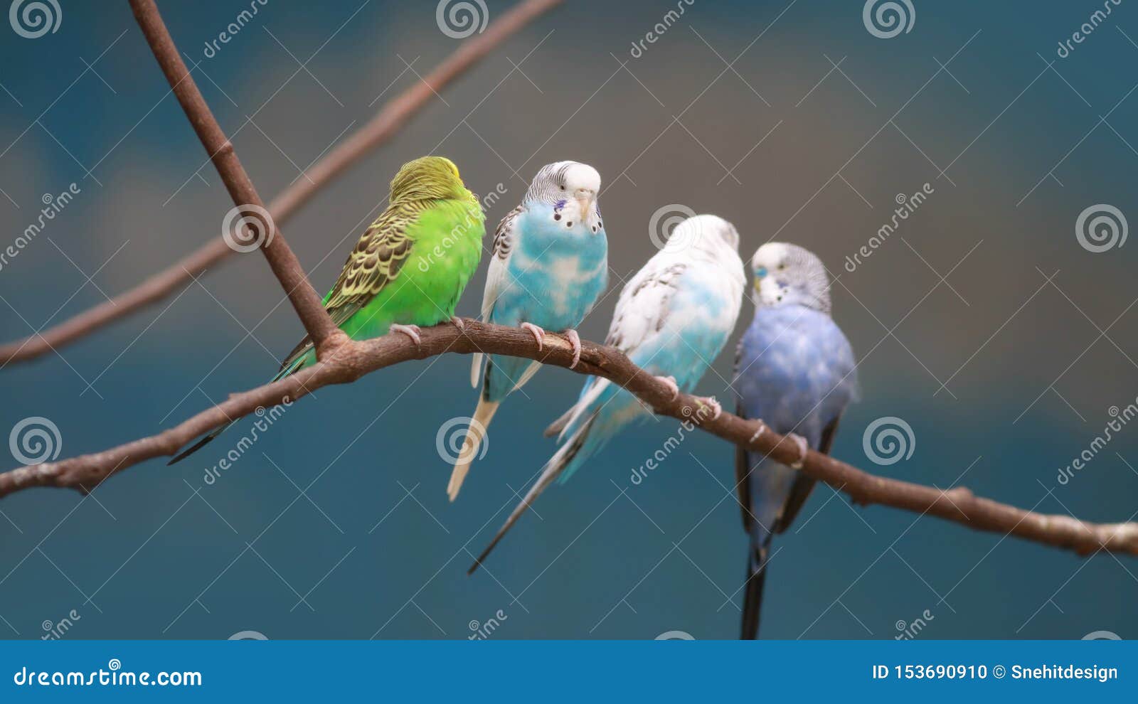 Four love birds on tree stock photo. Image of love, colorful 153690910