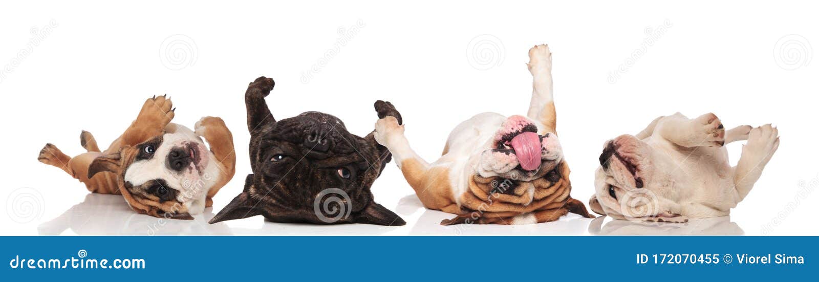 Four Lovely Bulldogs Panting And Rolling On Their Back Stock Image