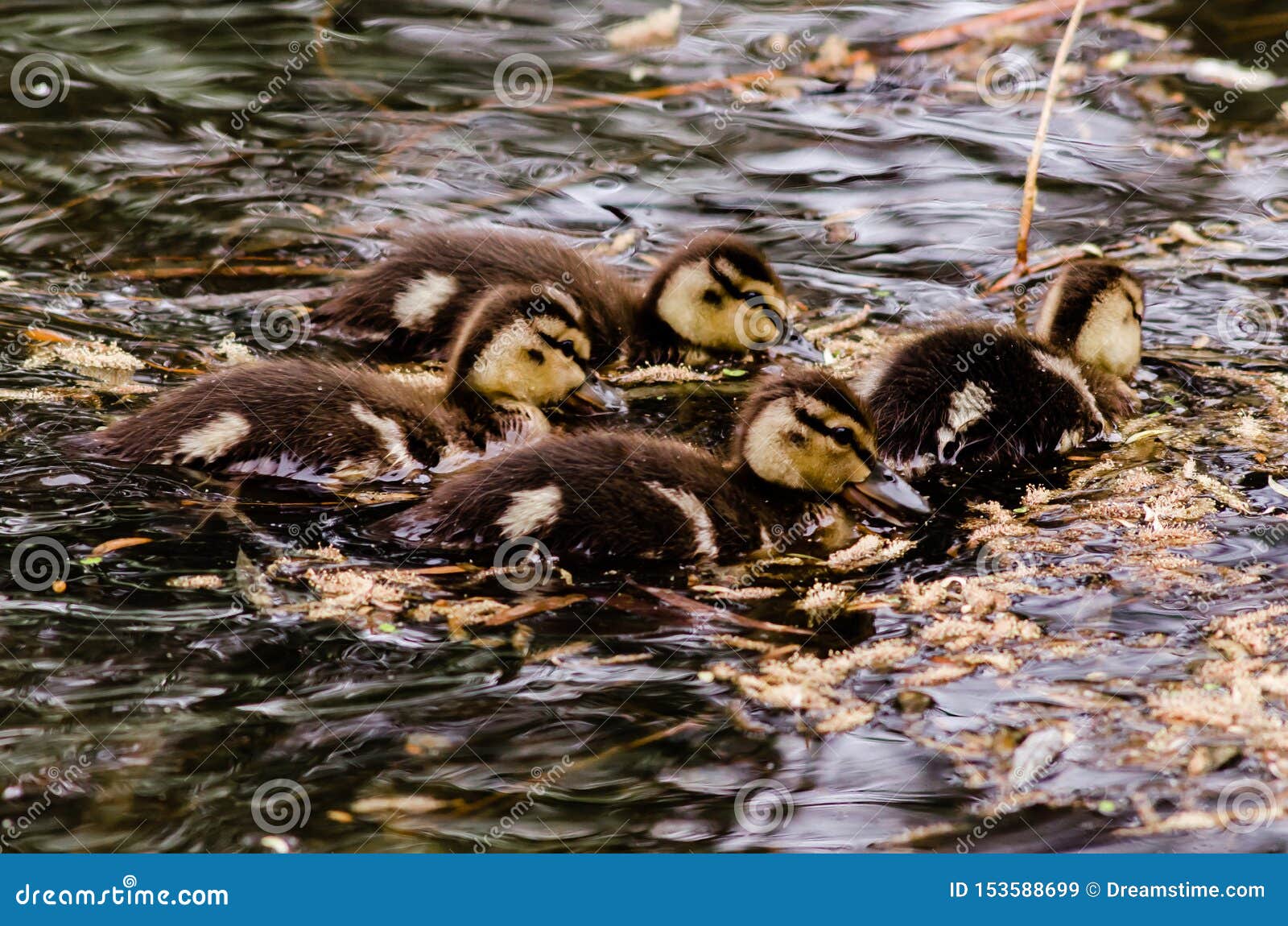 four mallard ducklings huddled in a feeding frenzy gobbling as much as they can