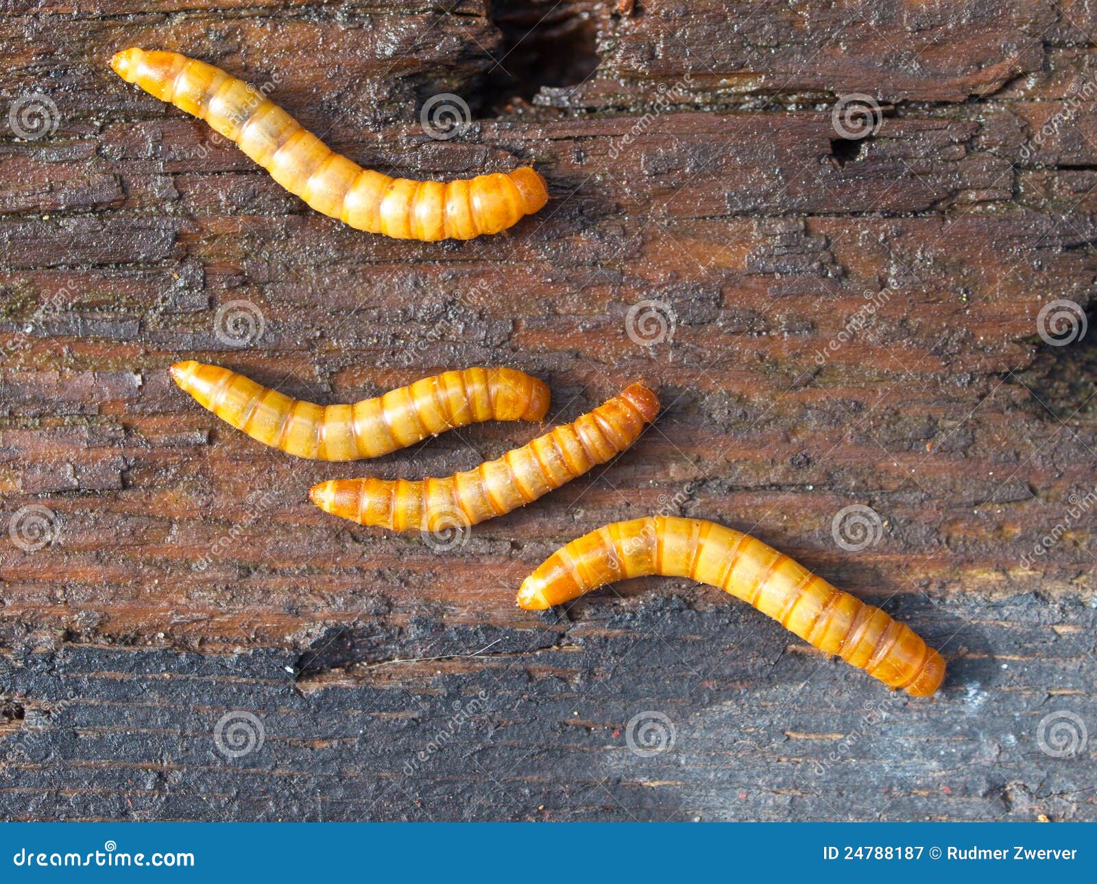 Four mealworms stock image. Image of nature, macro, larva 24788187