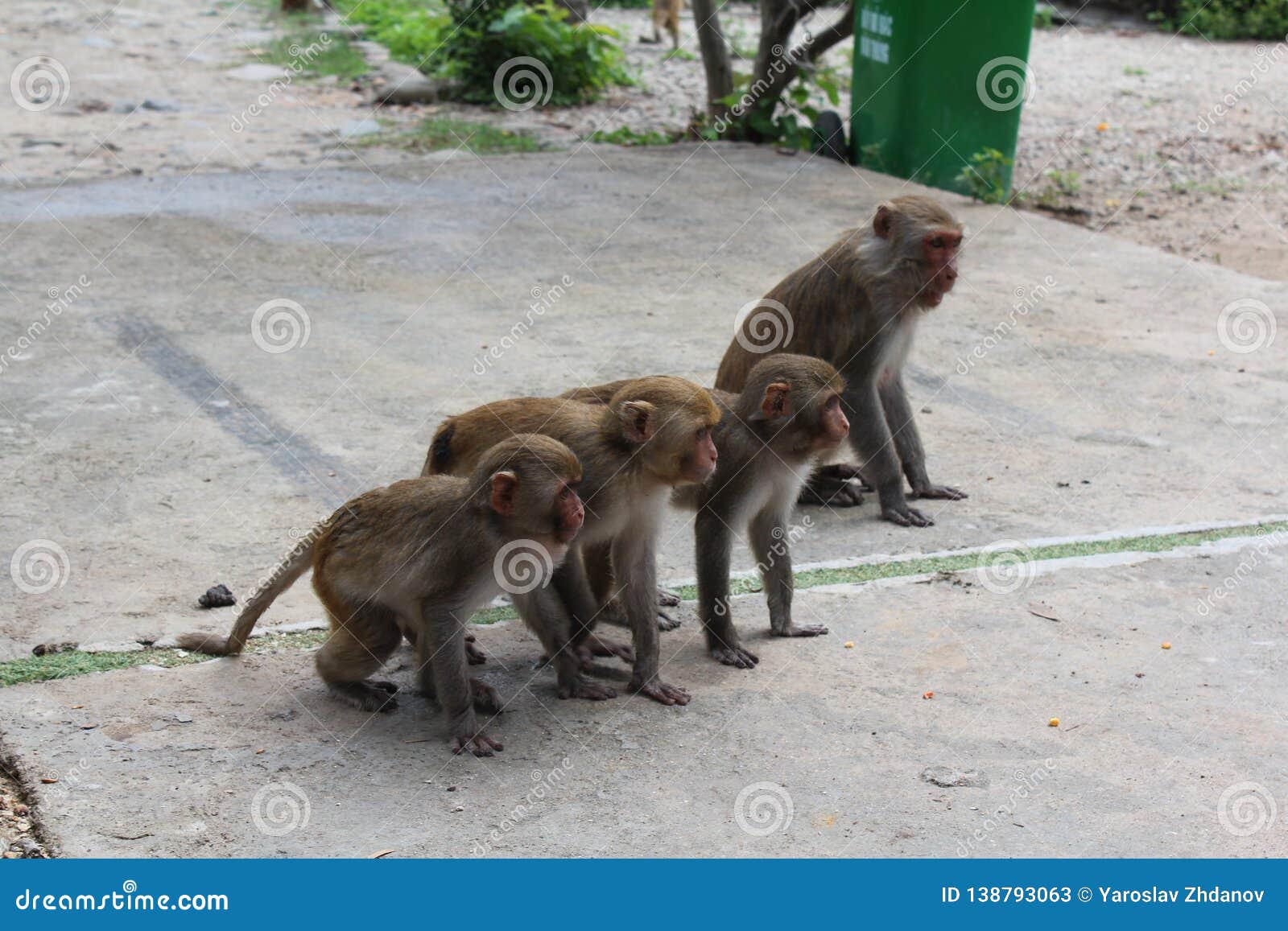 Cute Baby Monkeys In A Row On Monkey Island Stock Image Image Of Happy Cute