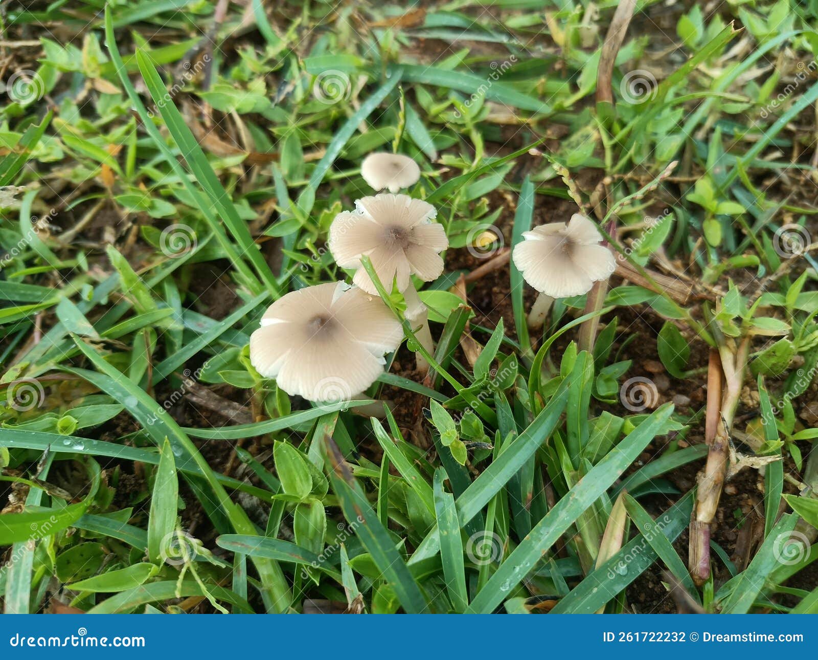 Four Mushrooms Grass in Kerala India Stock Photo Image of grass
