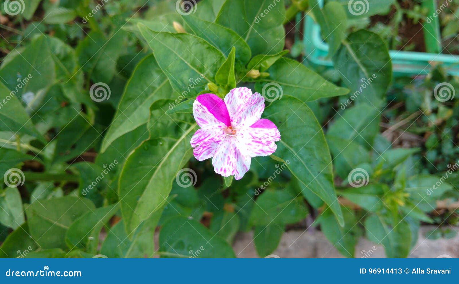Four O Clock Flower Mirabilis Jalapa Or Marvel Of Peru Stock Image Image Of Evening Mirabilis