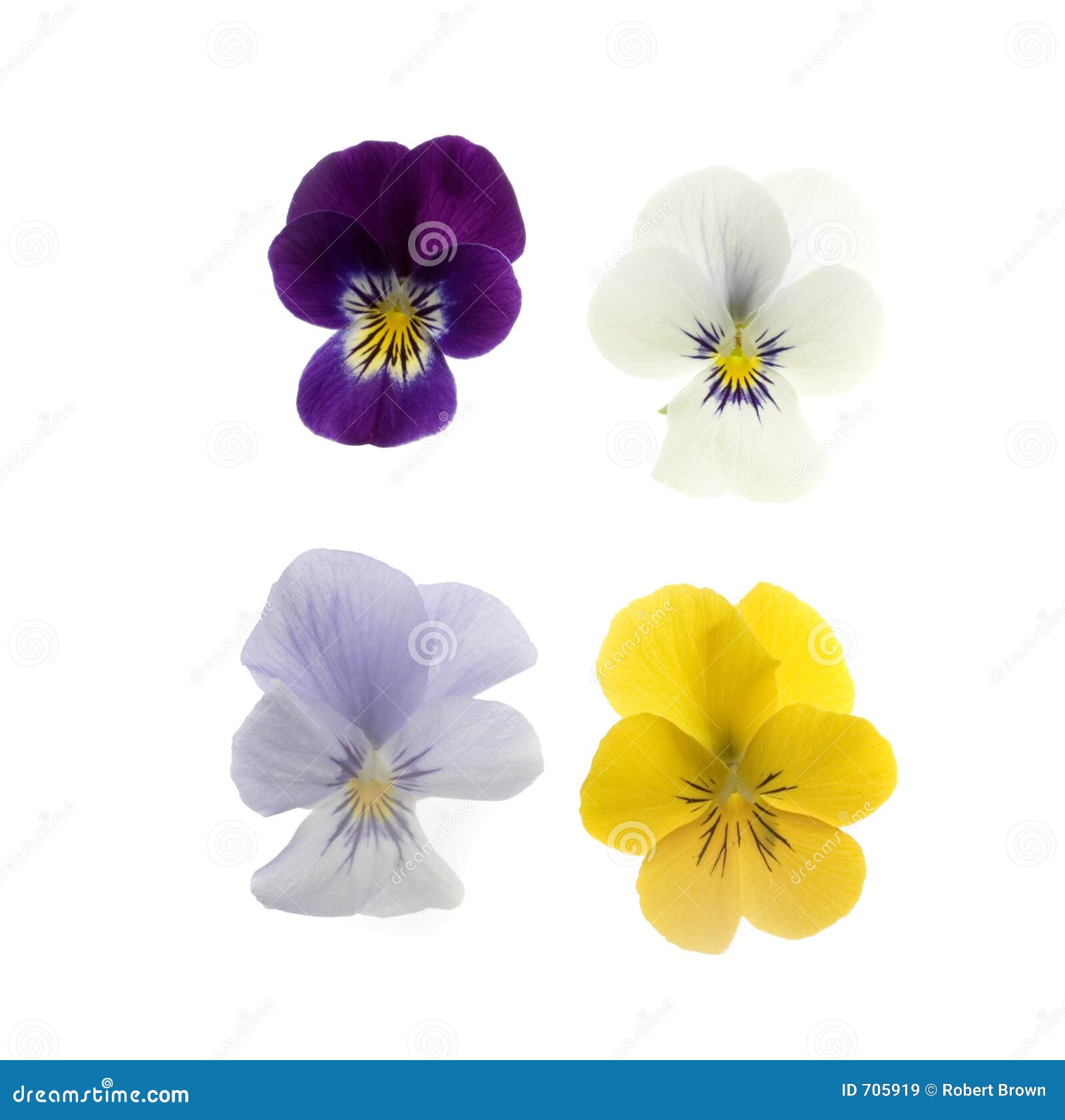 four pansies on white