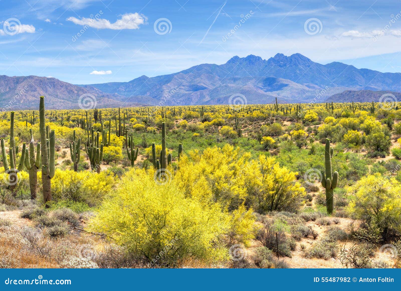 Four Peaks stock photo. Image of forest, phoenix, mountains - 55487982