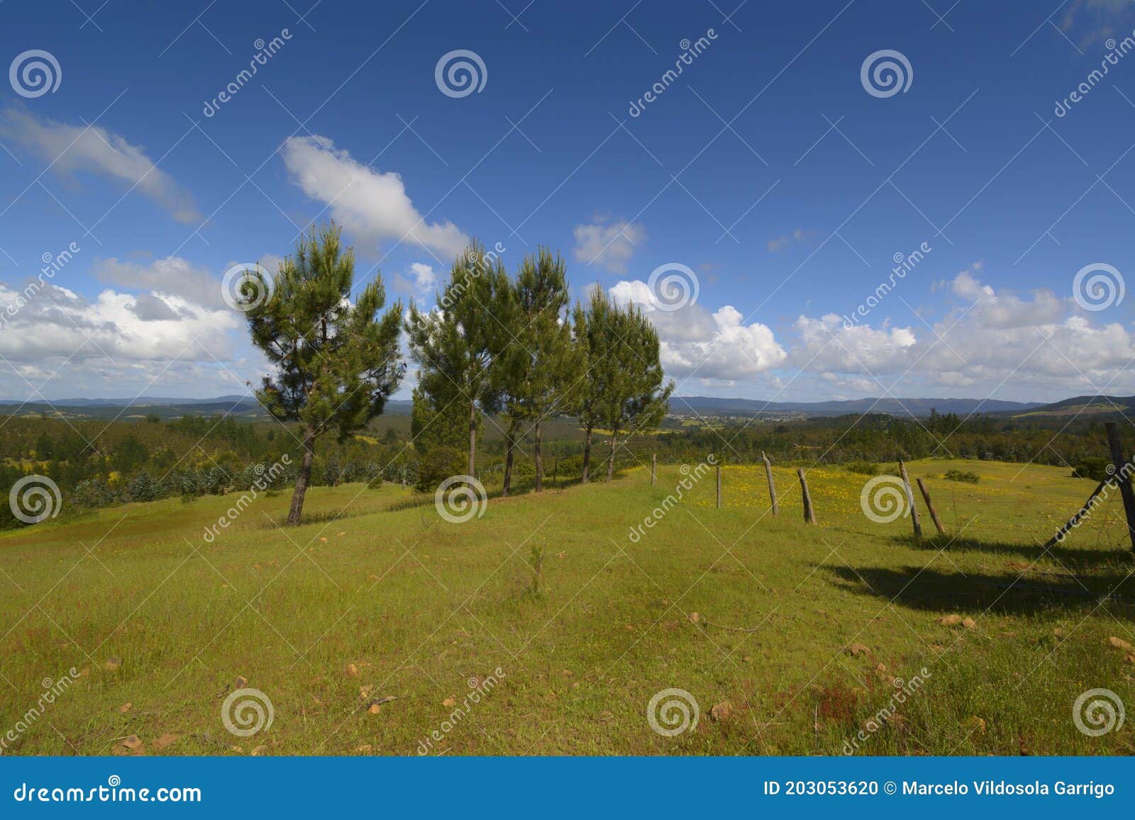 green meadow on the hill