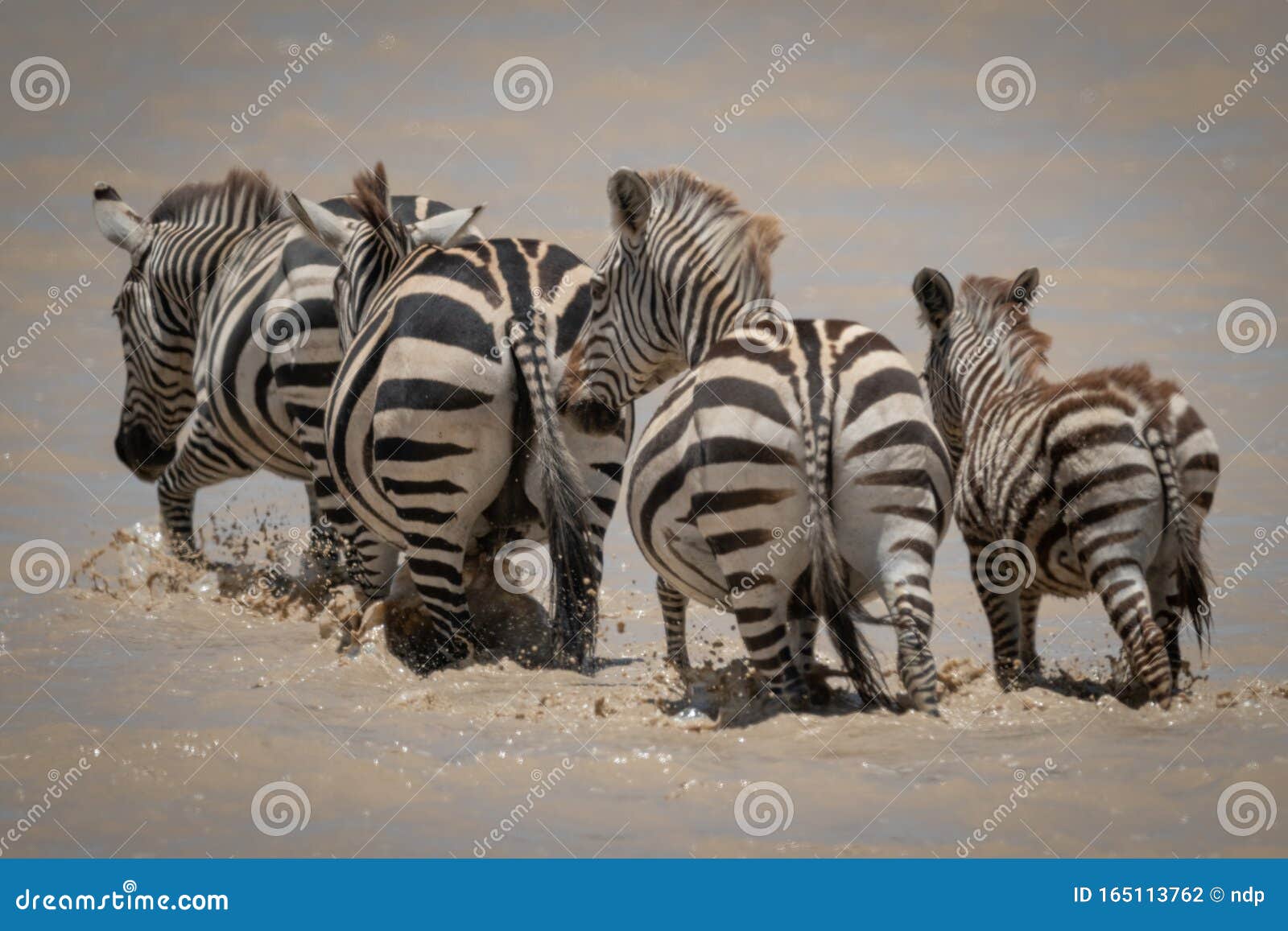 Zebra Cross With Red Background On A Street RoyaltyFree Stock Photo
