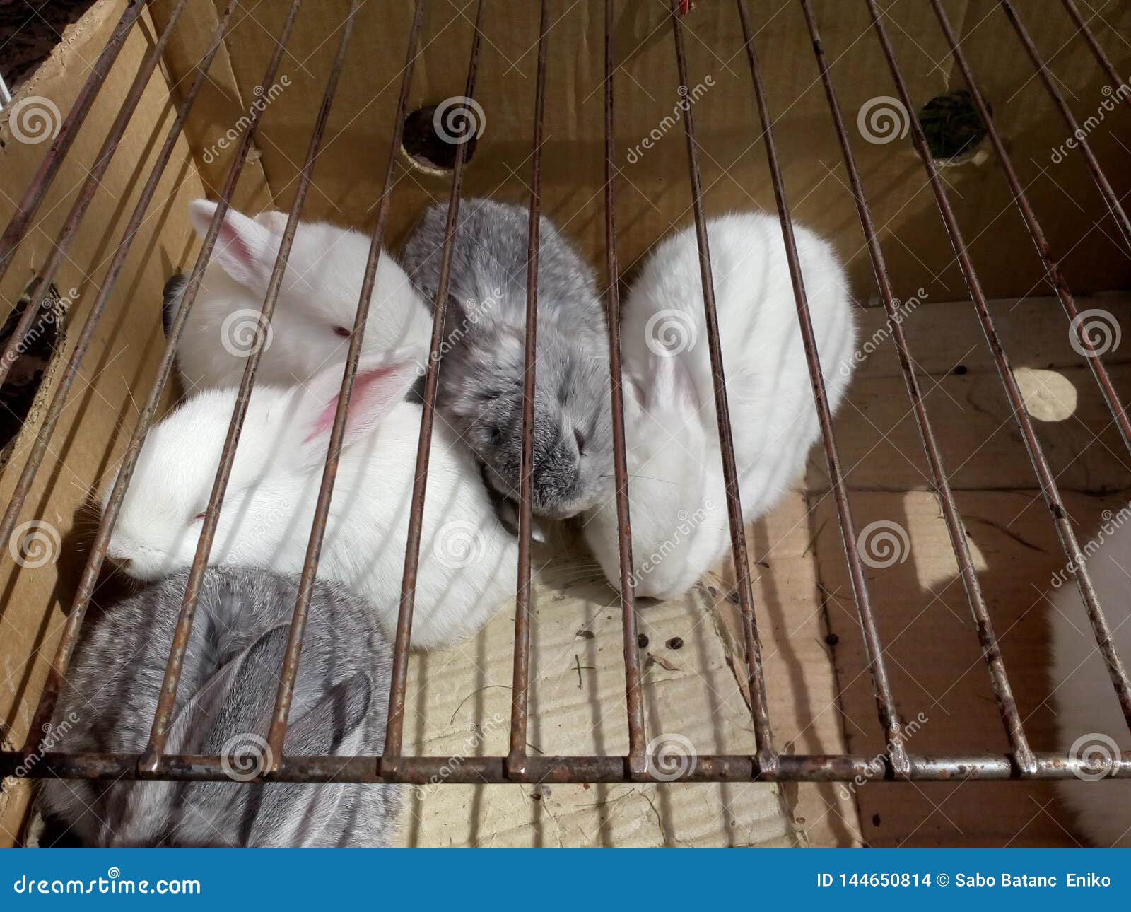 Five Rabbits are Sleeping on the Sunshine Stock Photo Image of five