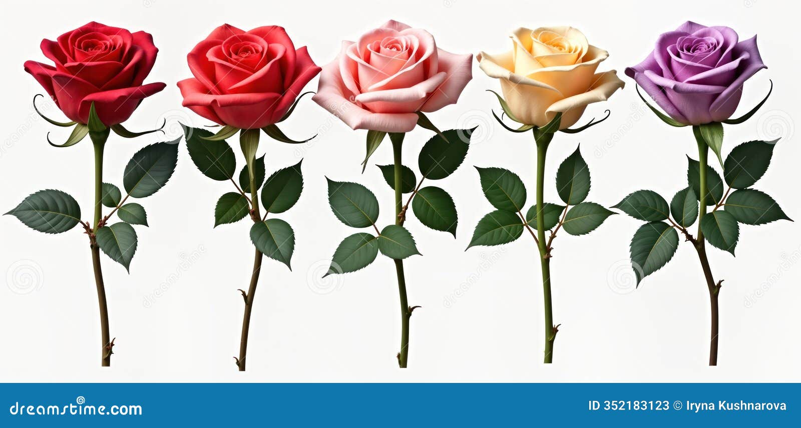 four rose flowers different colours red pink cream lavender violet displayed top view on transparent background. roses flowers