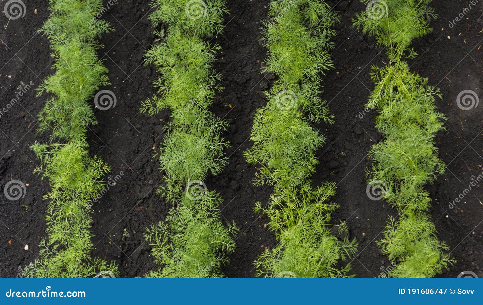 Growing Dill in Open Ground. Stock Image Image of ingredient