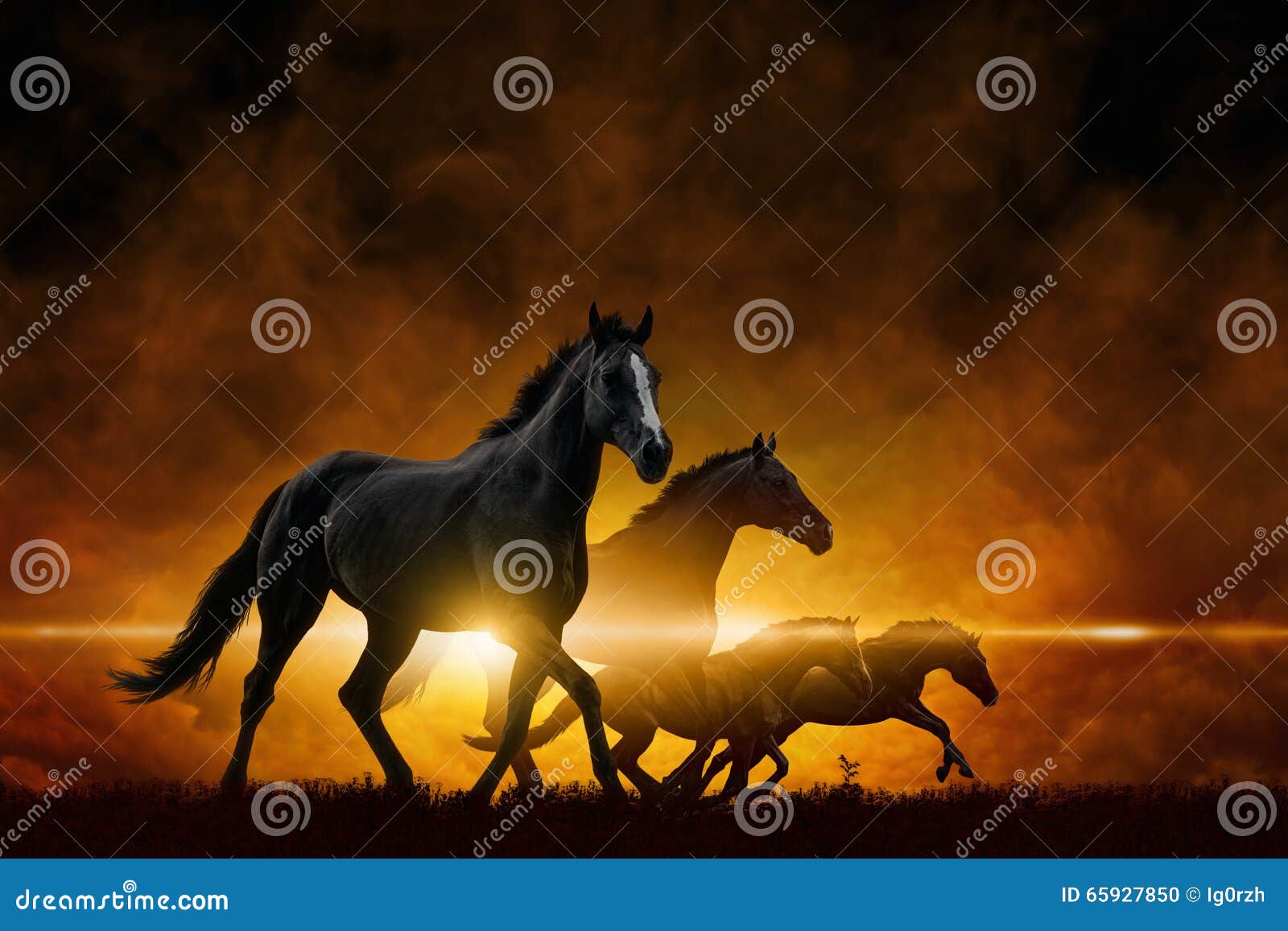 four running black horses