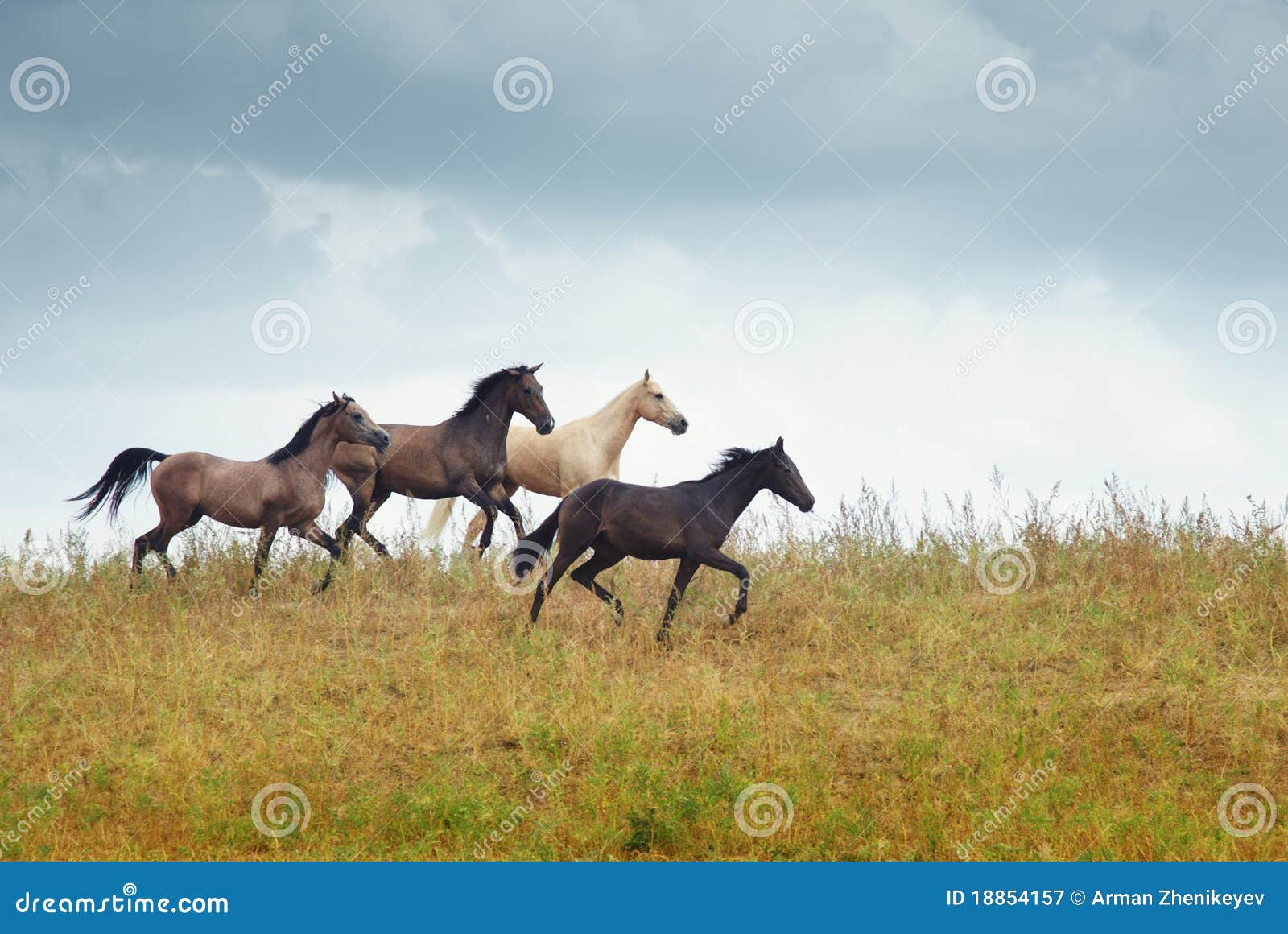 four running horses in the steppe