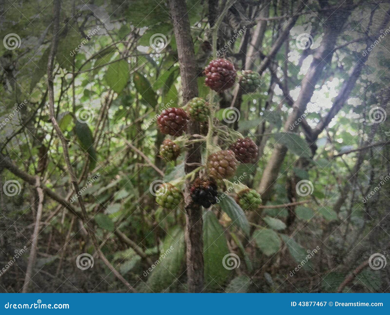 Four season berries stock image. Image of berry, stages 43877467