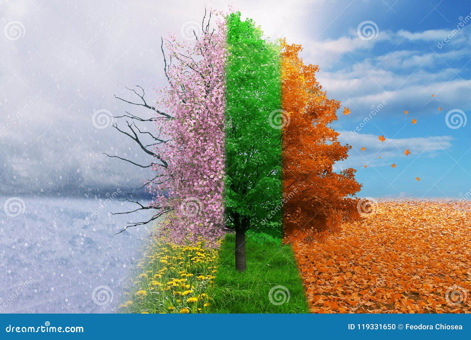 Four Season Change Concept Tree Stock Photo Image Of Change Natural Four Season Change Concept Tree Stock Photo Image Of Change Natural