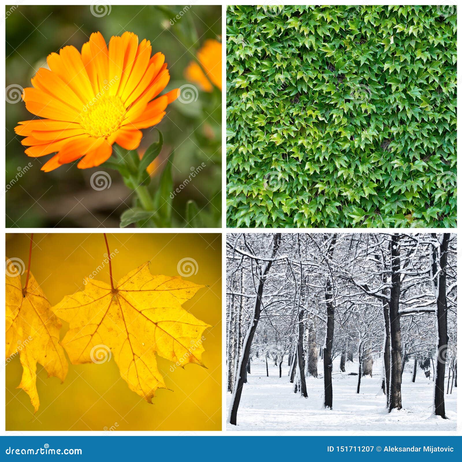 Four Season Conceptual Collage Stock Image Image of four, yellow