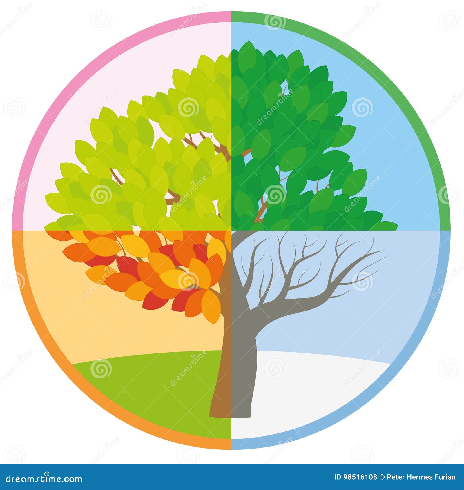 Four Seasons Tree Spring Summer Fall Winter Stock Vector Illustration