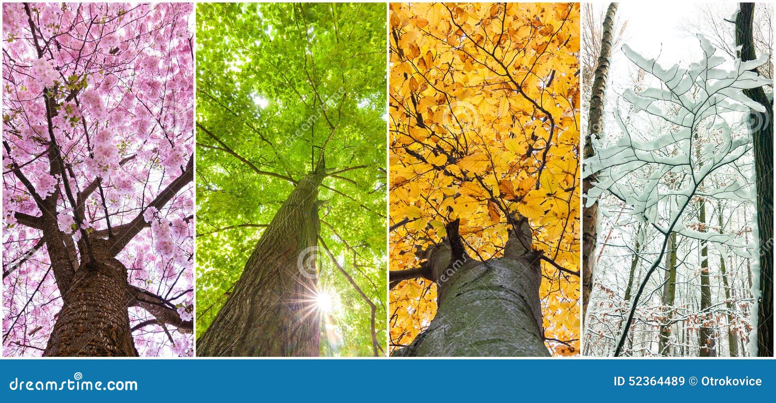 Four seasons stock image. Image of cherry, beech, bloom 52364489
