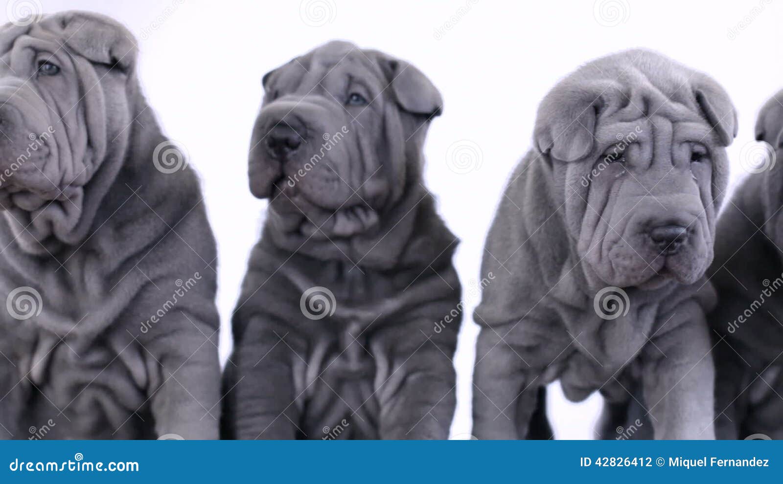 blue shar pei puppy