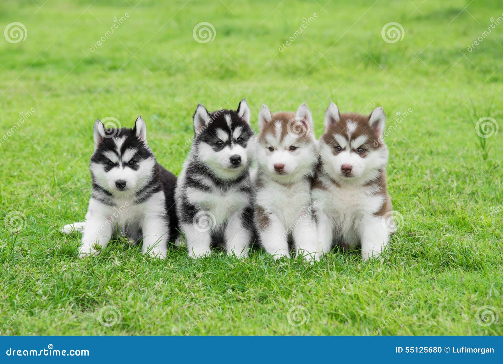 images of cute husky puppies