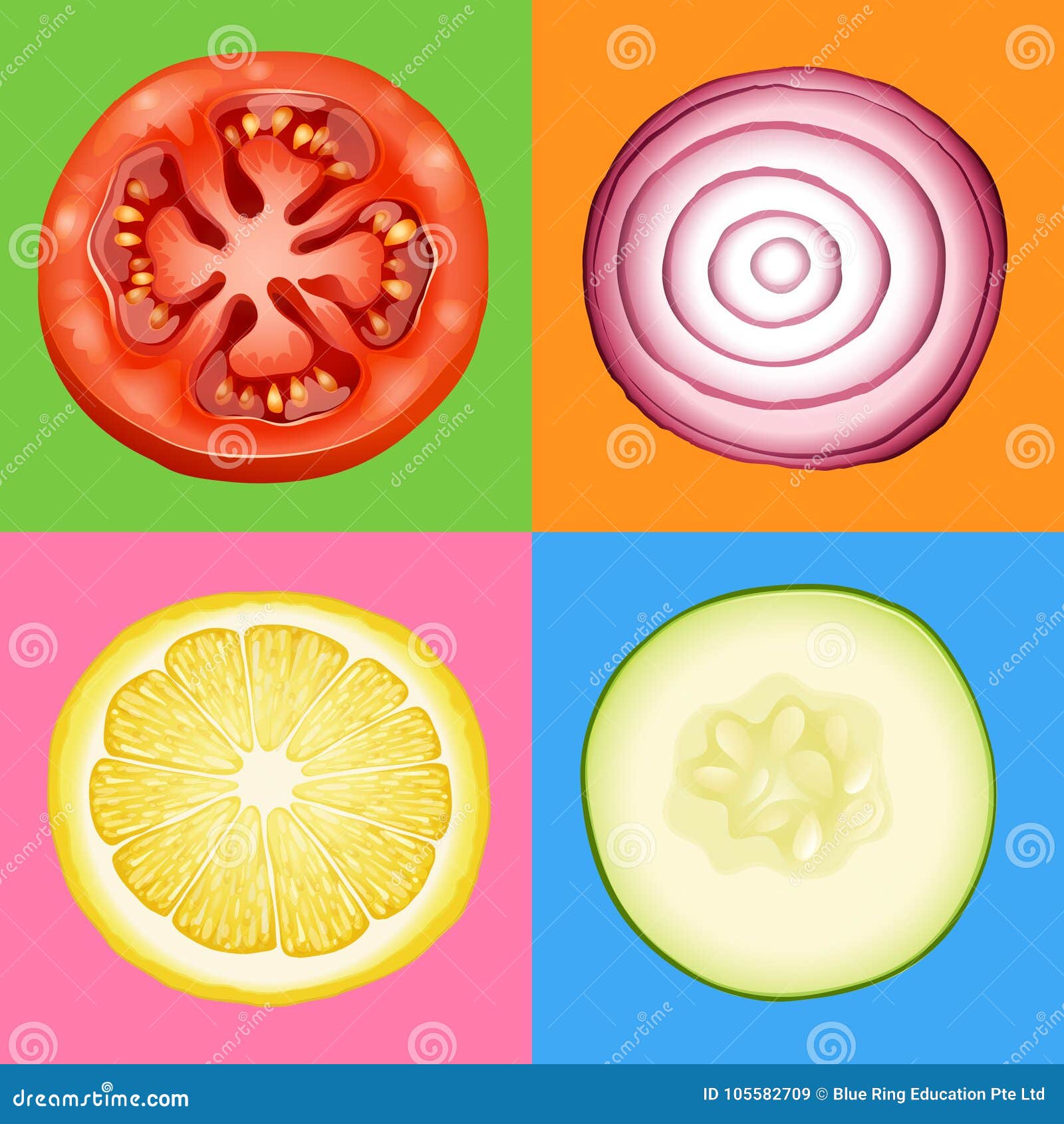 Four Slices of Different Vegetables Stock Vector Illustration of food