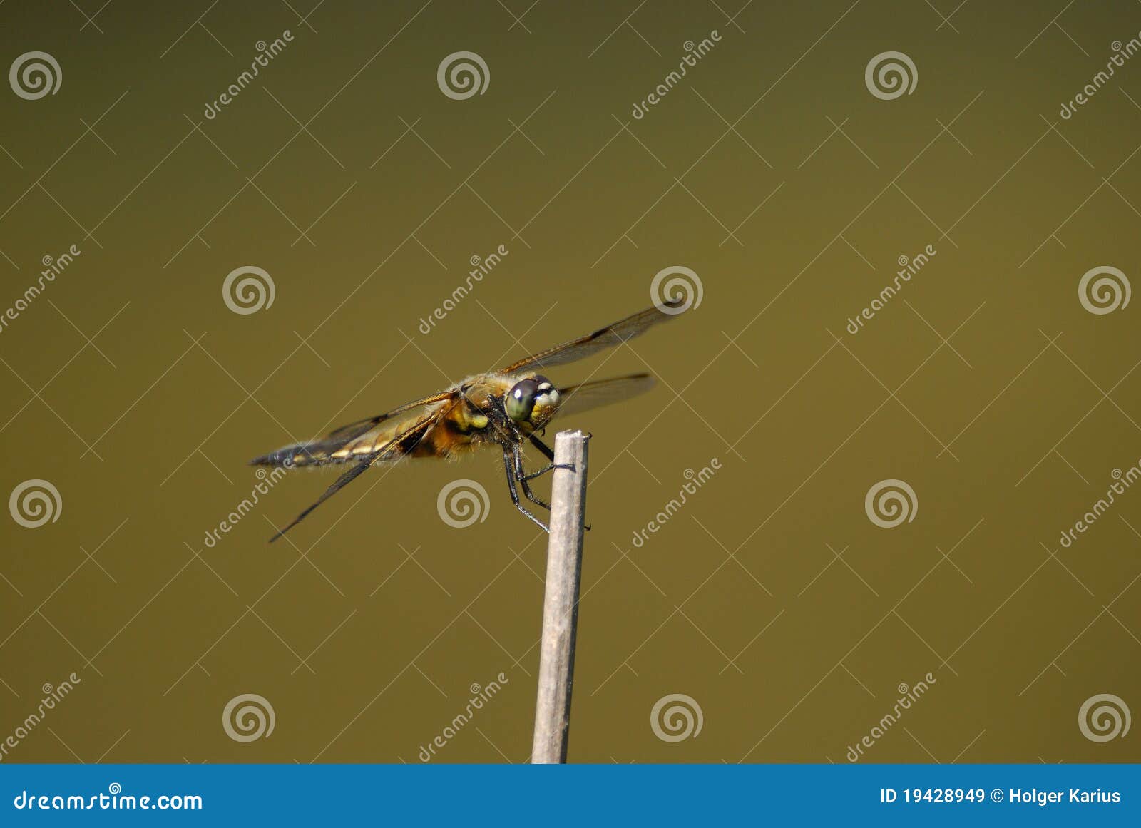 four-spotted chaser (libellula quadrimaculata)