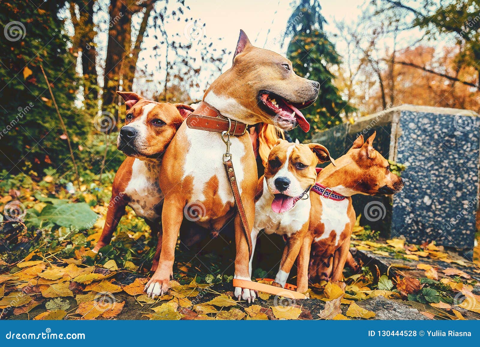 Four Staffordshire Terriers. Family Of Four Dogs Sitting