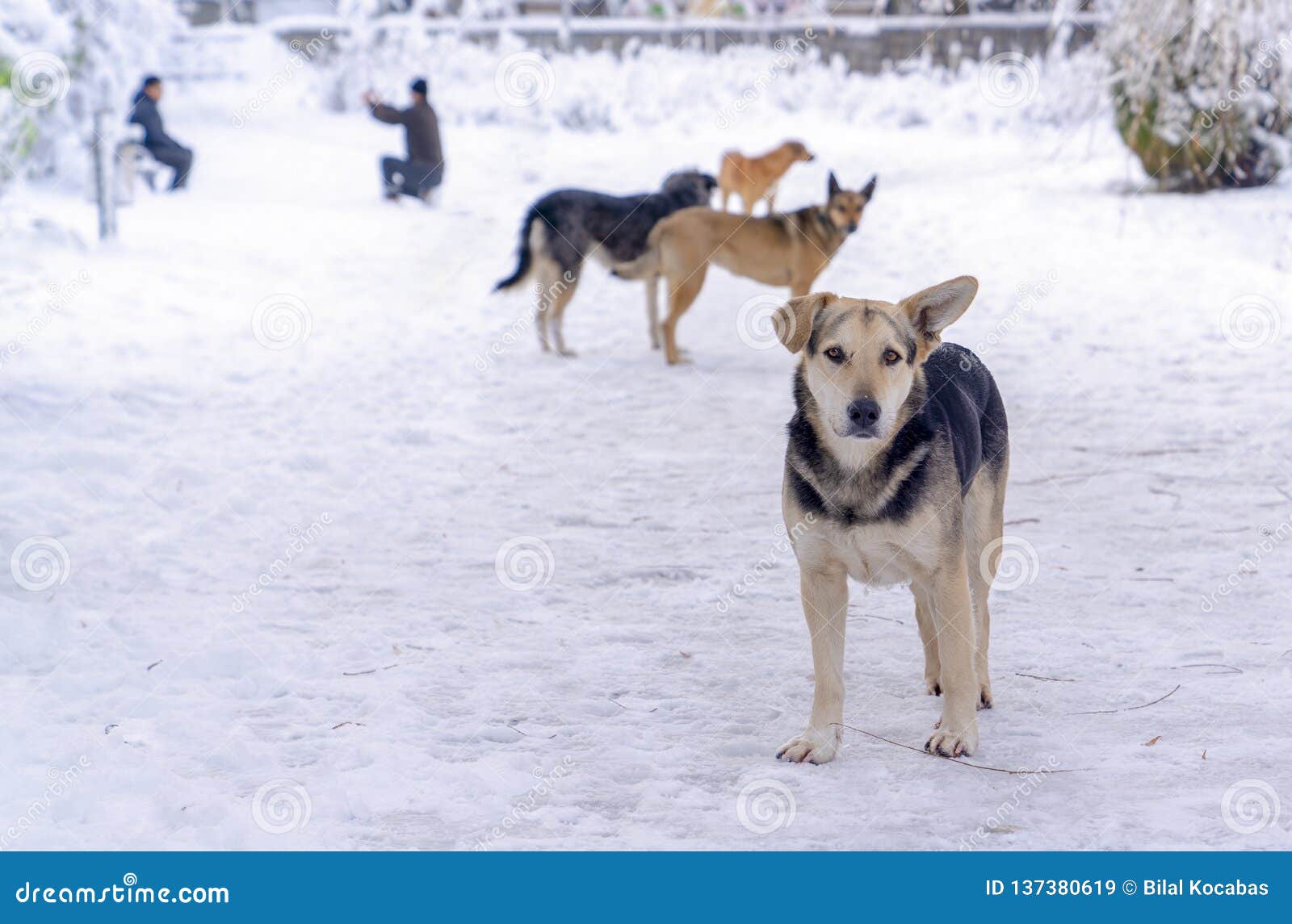 four stray dogs in winter and human take photos in background. concept of everybody loves to have snow picture
