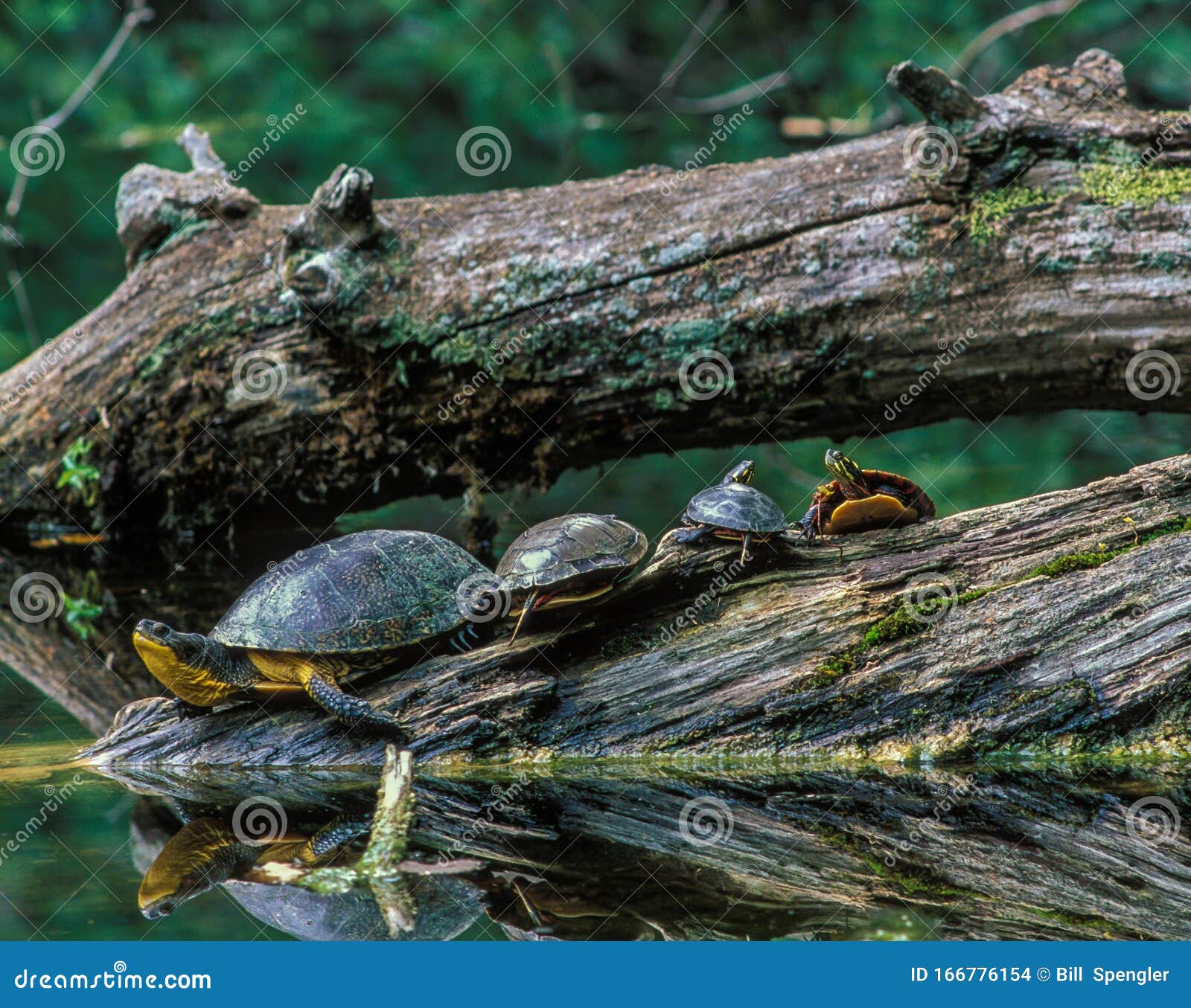 four turtles share a log